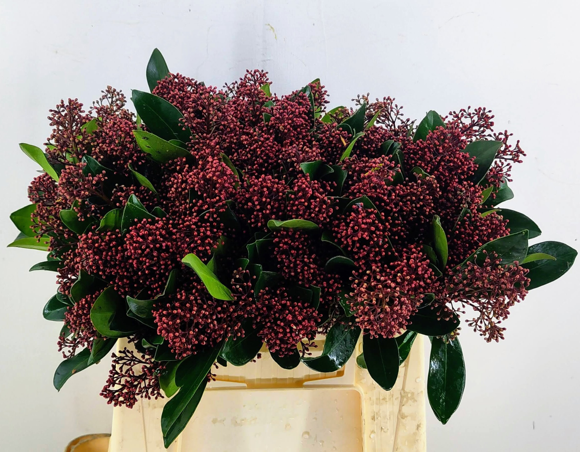 Скимия Рубелла за пучок 40 (красн.), пуч.