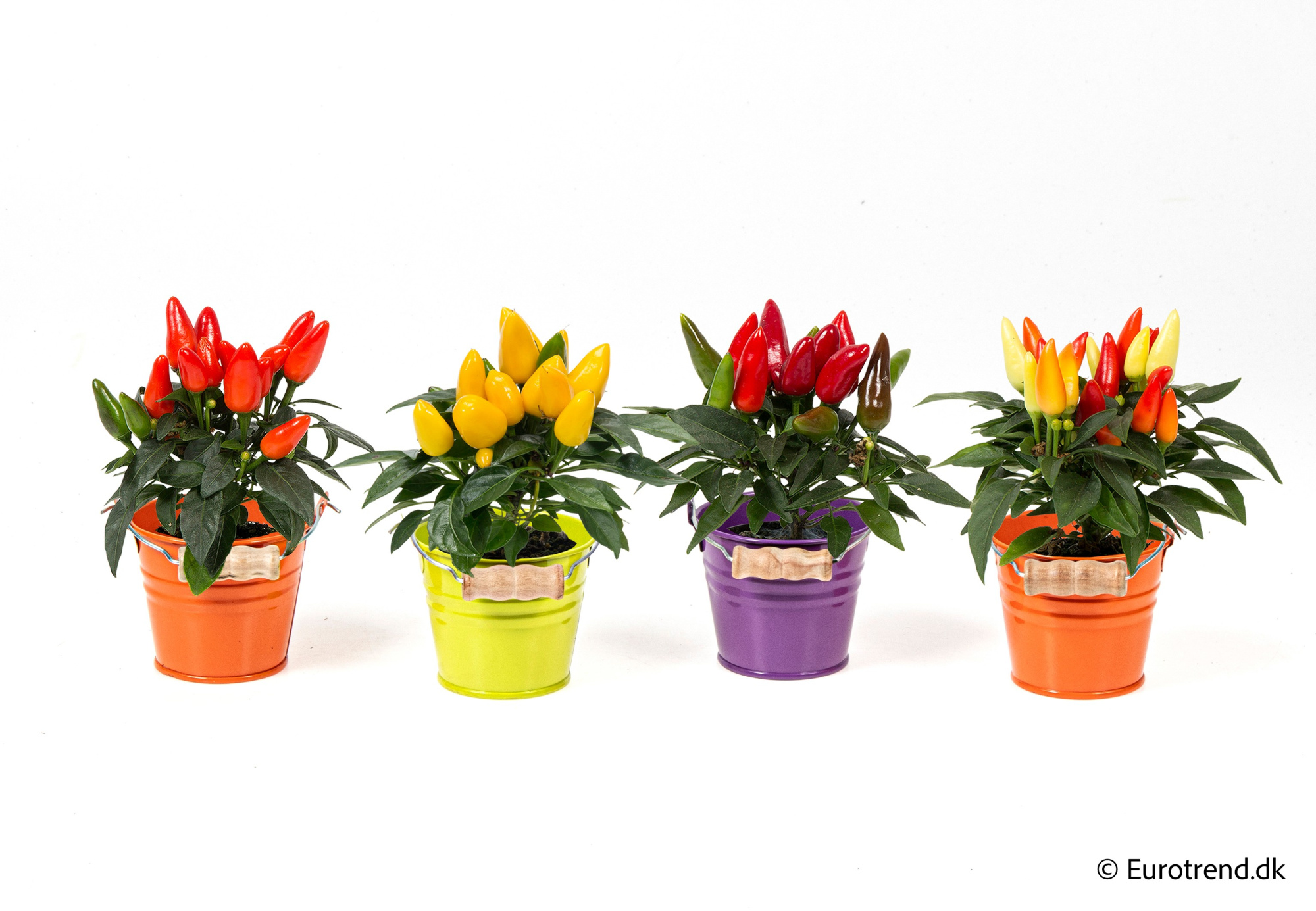 Capsicum in Halloween ceramic 2025, D 6 cm