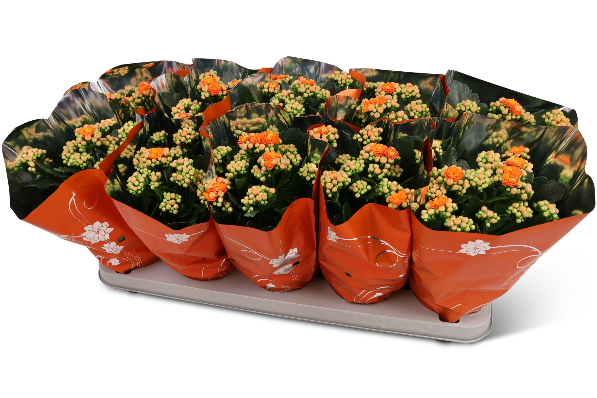 Kalanchoë Perfecta Orange Premium hoes, D 12 cm