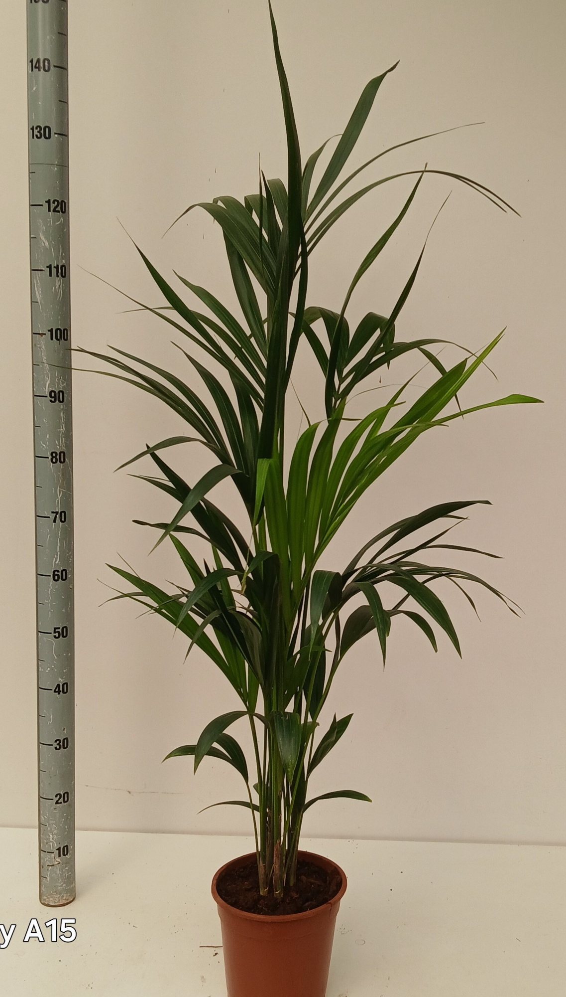 howea BUDGED LIJN, D 21 cm