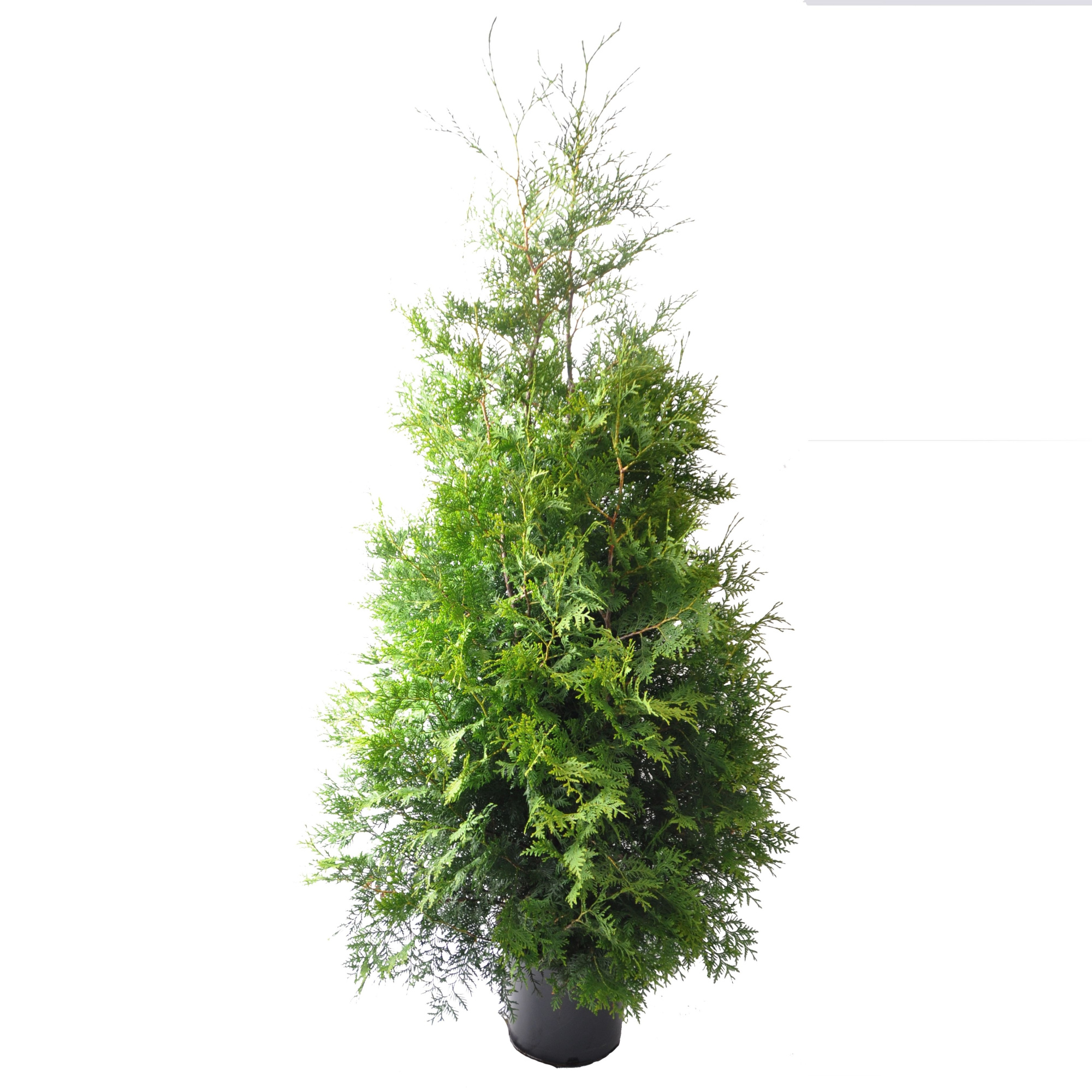 Thuja occ. Brabant, plantmaat 160-180 cm - Rondgestoken -, D 32