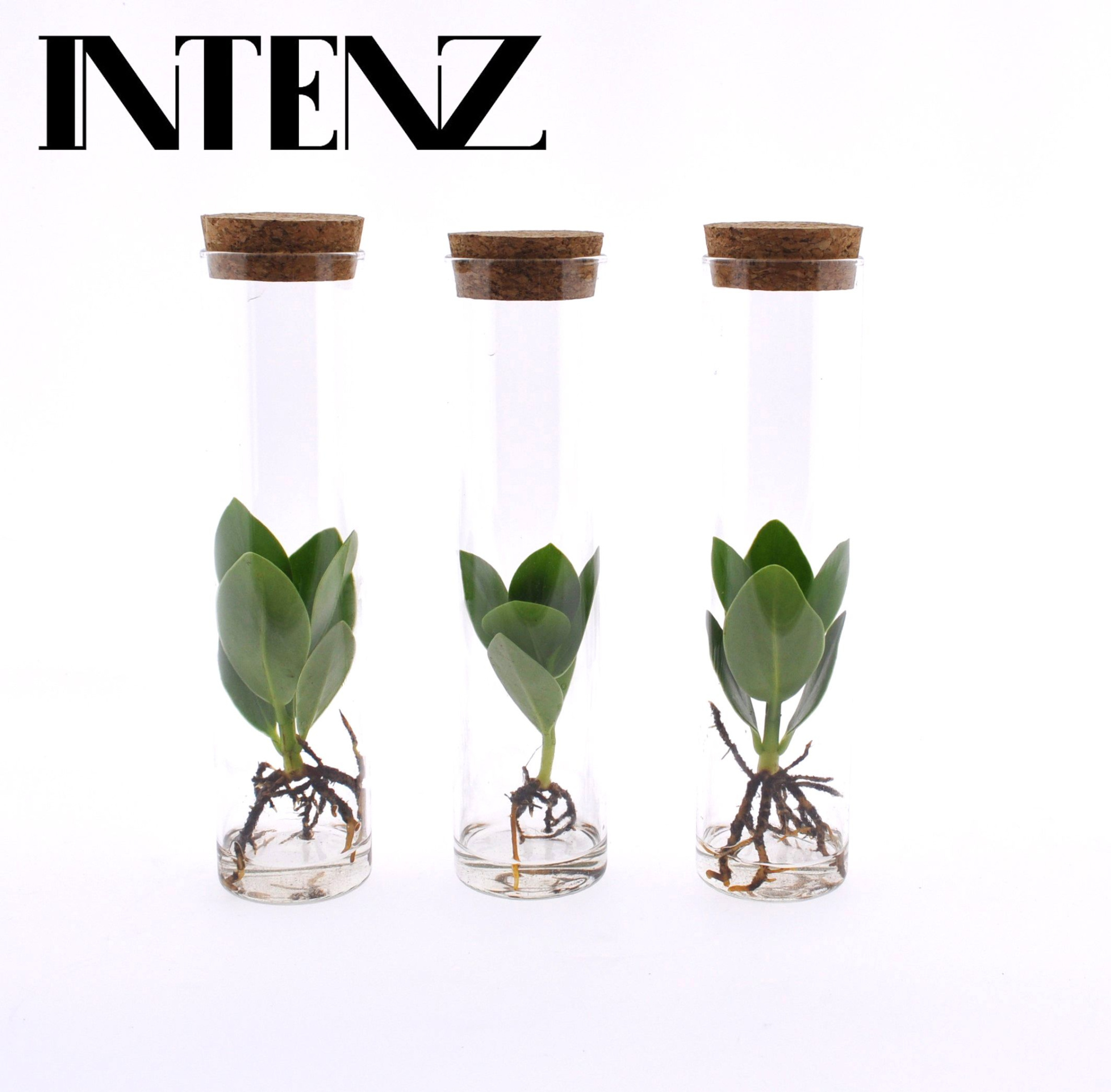 Clusia in Tube glas, D 5 cm