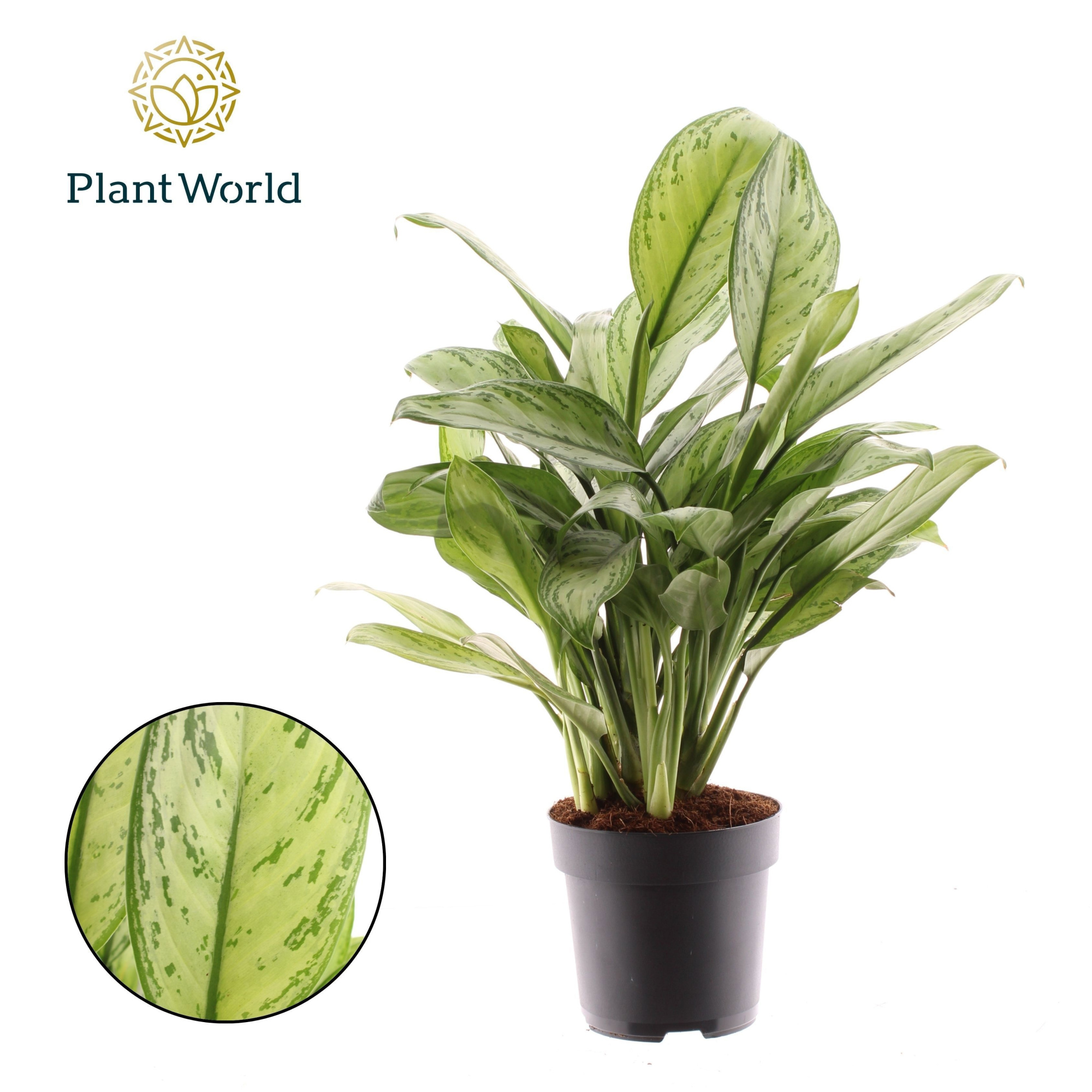 Aglaonema Maria Christina, D 17 cm