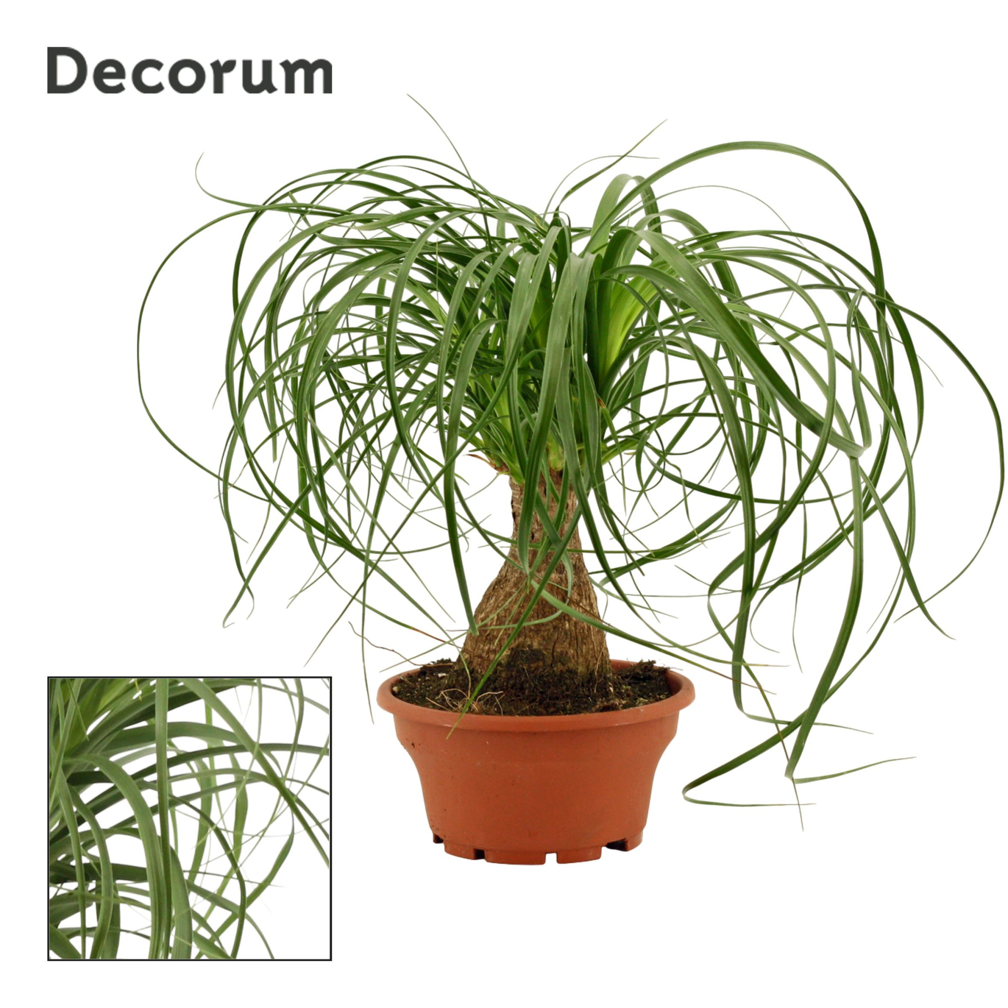Beaucarnea Recht 16 cm schaal (Decorum), D 16