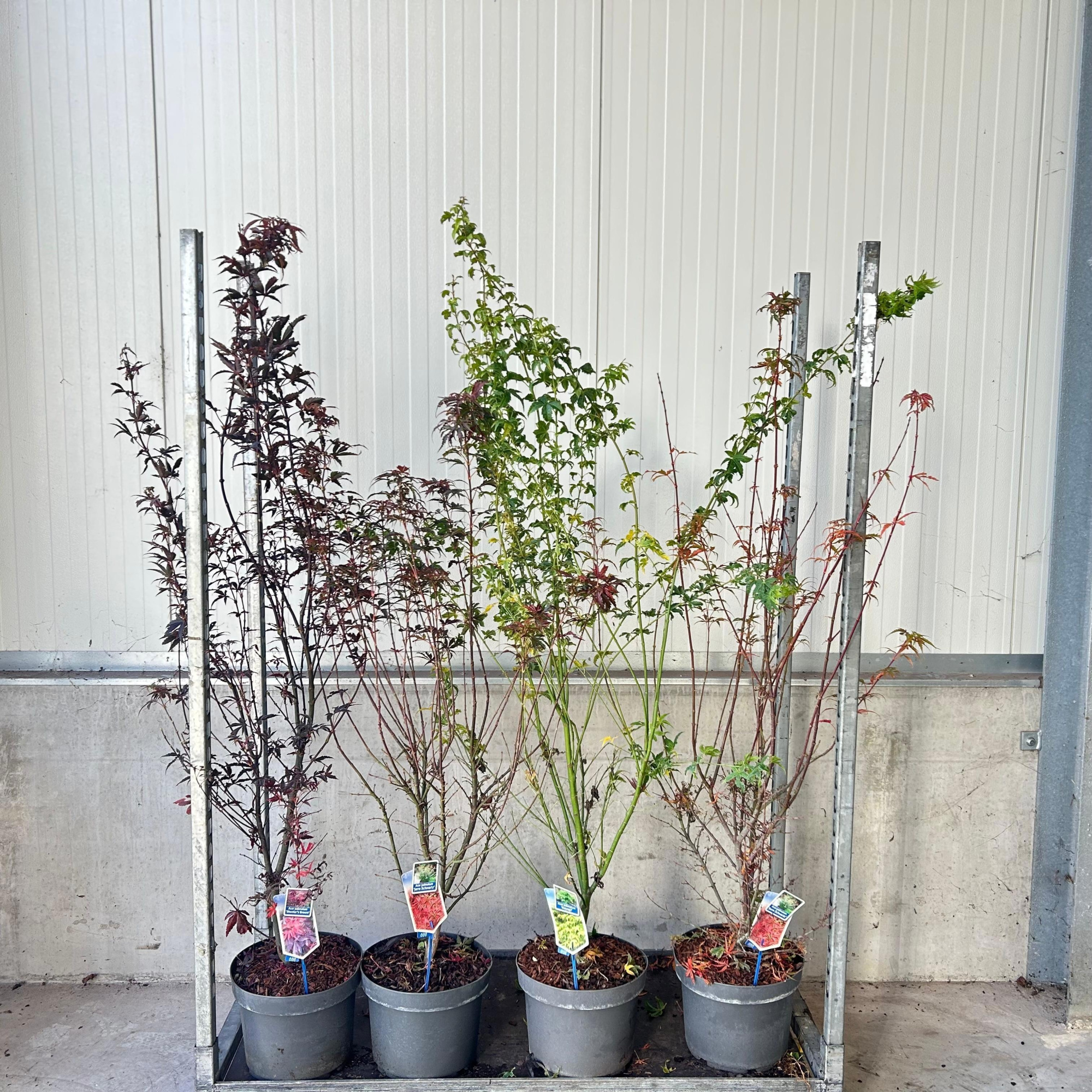 Acer palmatum mix P29 (minimum order one layer), D 29