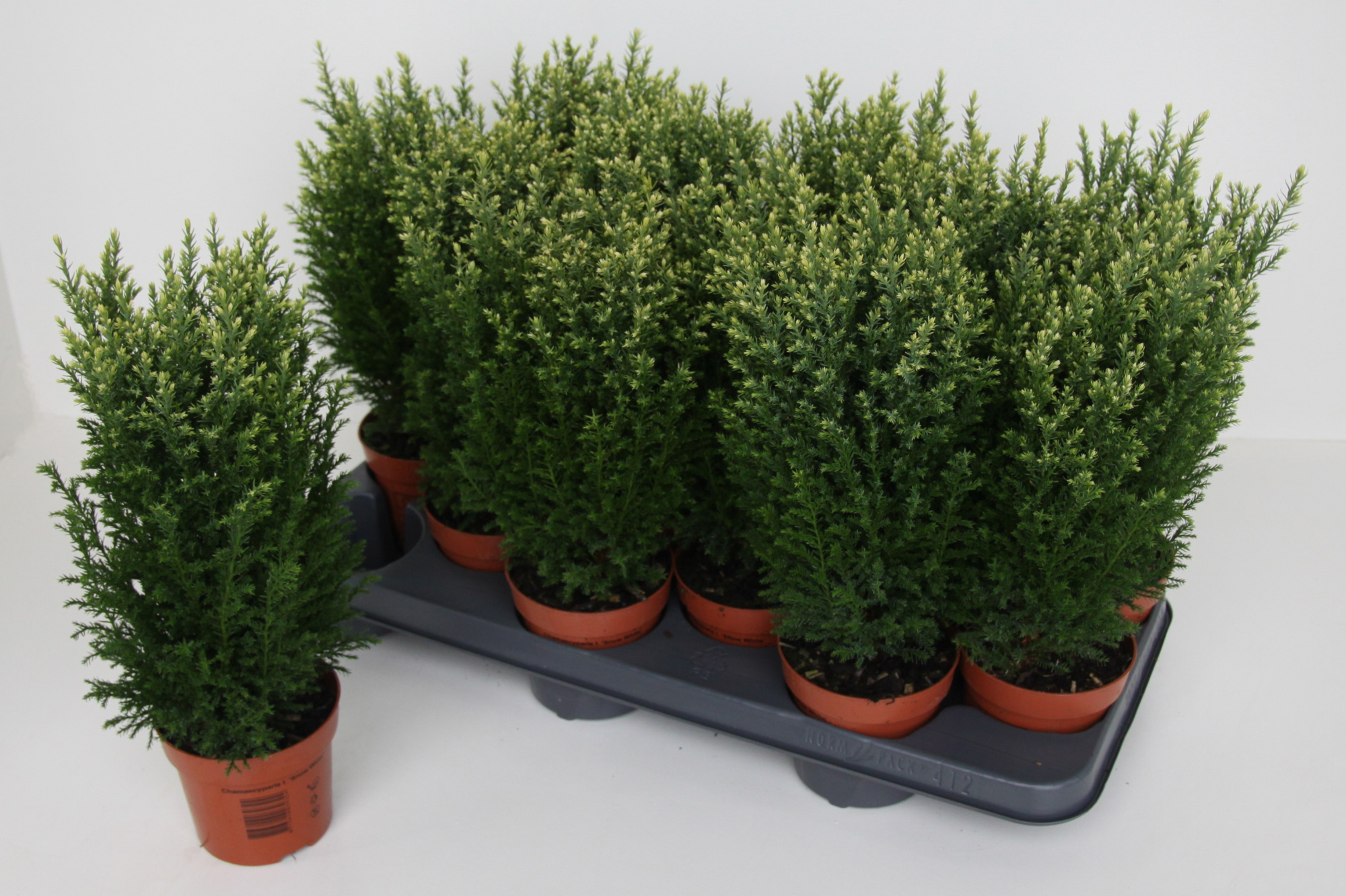 Chamaecyparis lawsoniana 'Snow White', D 10,5 cm