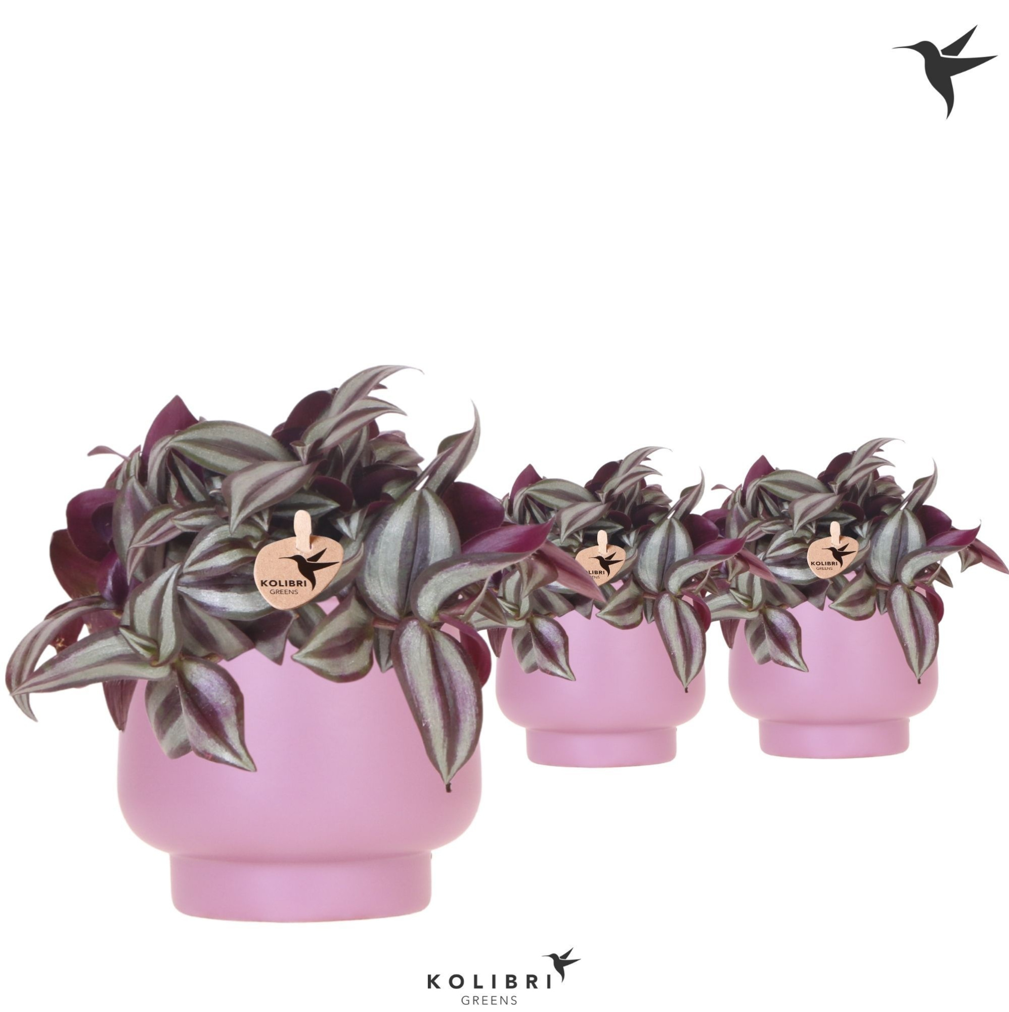 Kolibri Greens Tradescantia Zebrina in Scandic pot violet, D 9 cm