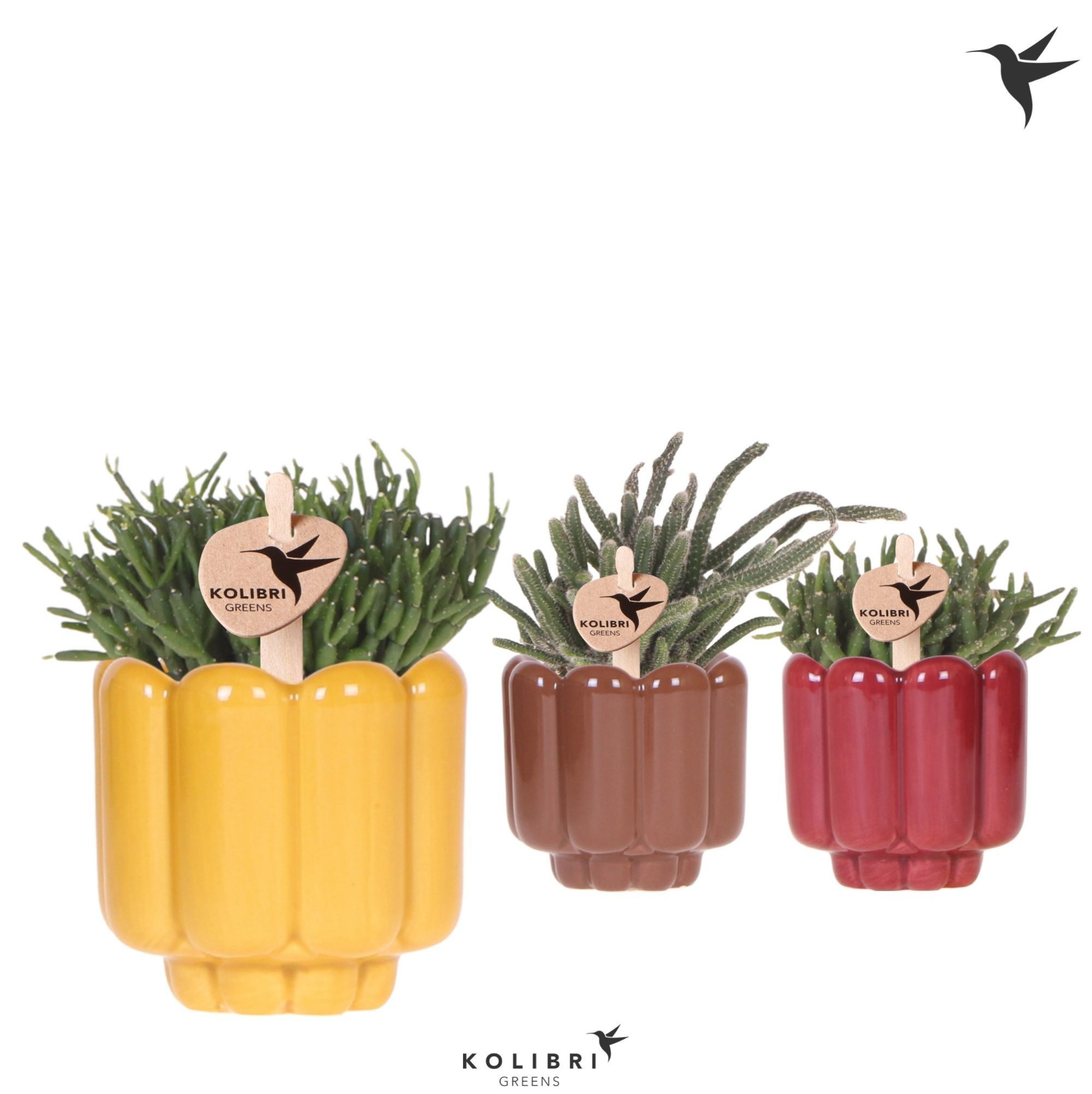 Kolibri Greens Rhipsalis mix in Retro pot yellow mix, D 6