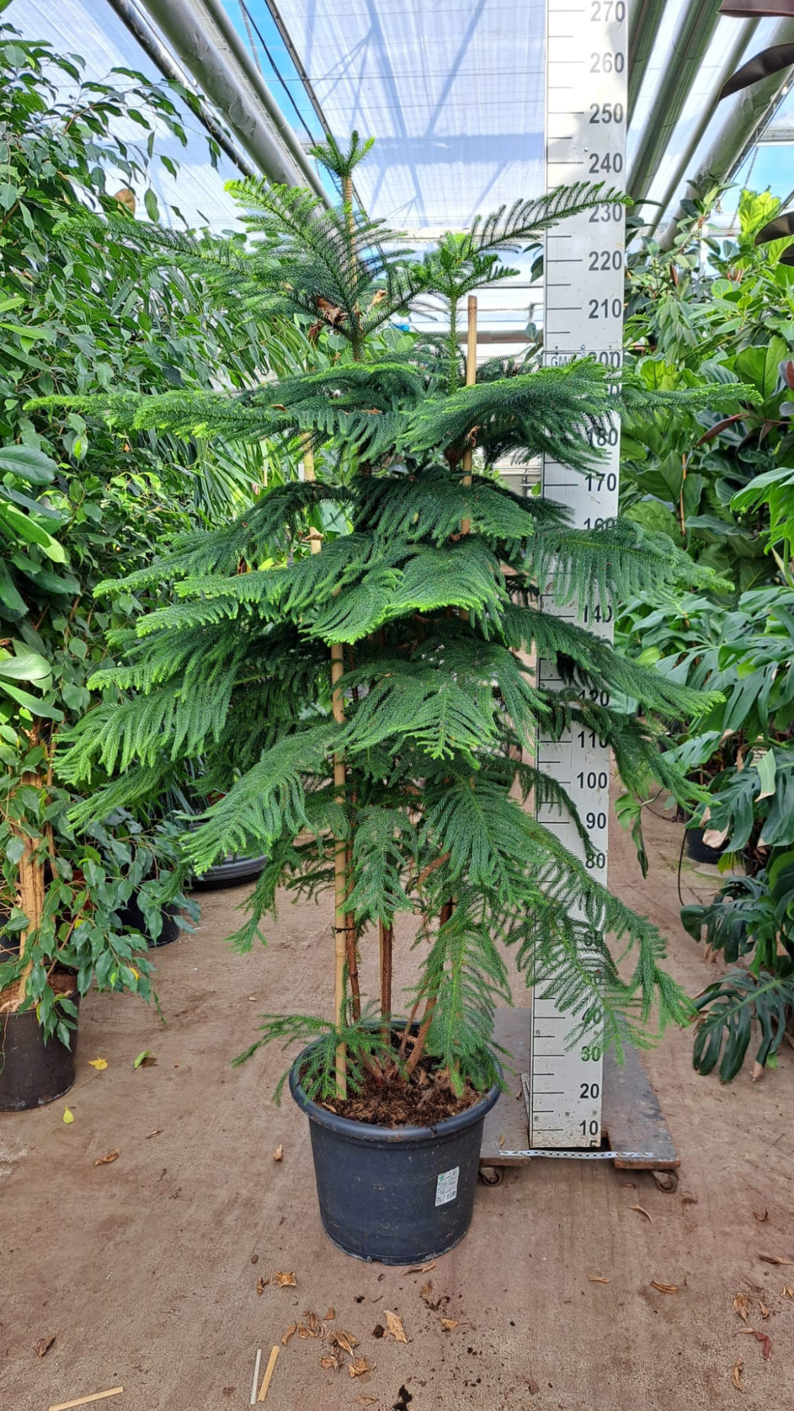 Araucaria 225, D 45 cm