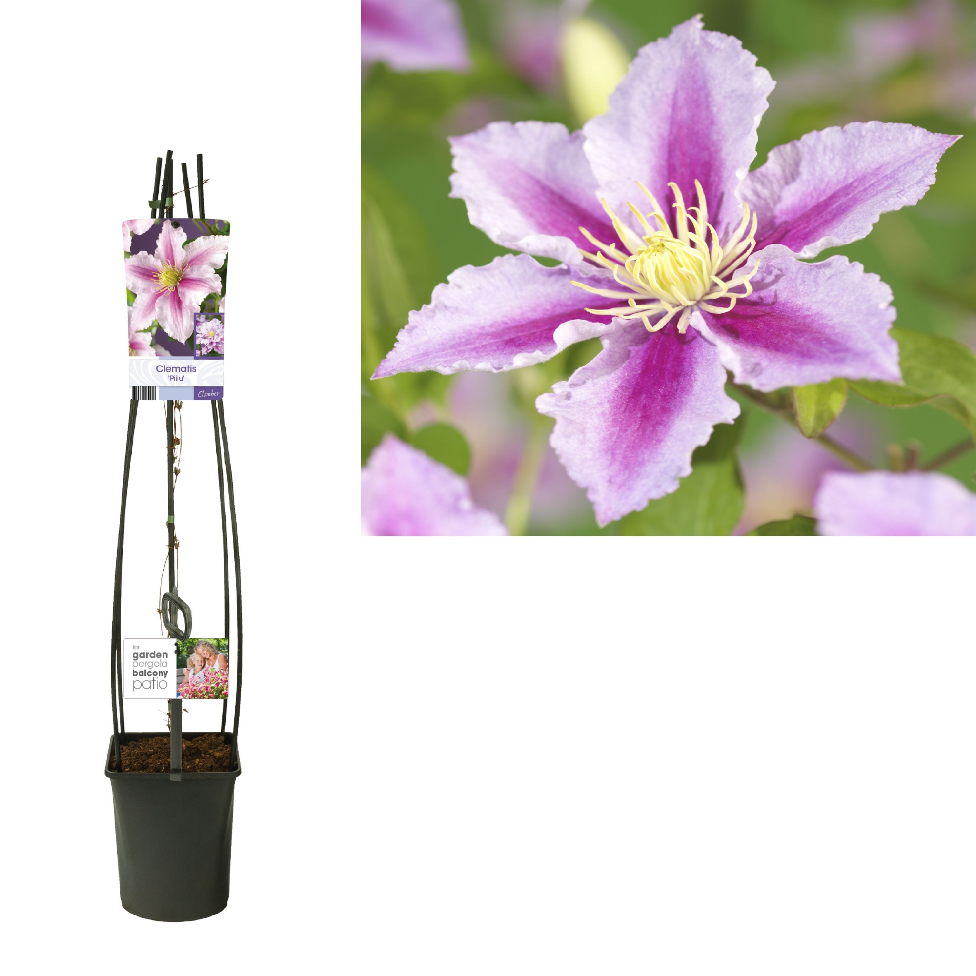 Clematis 'Piilu' +light label, D 23