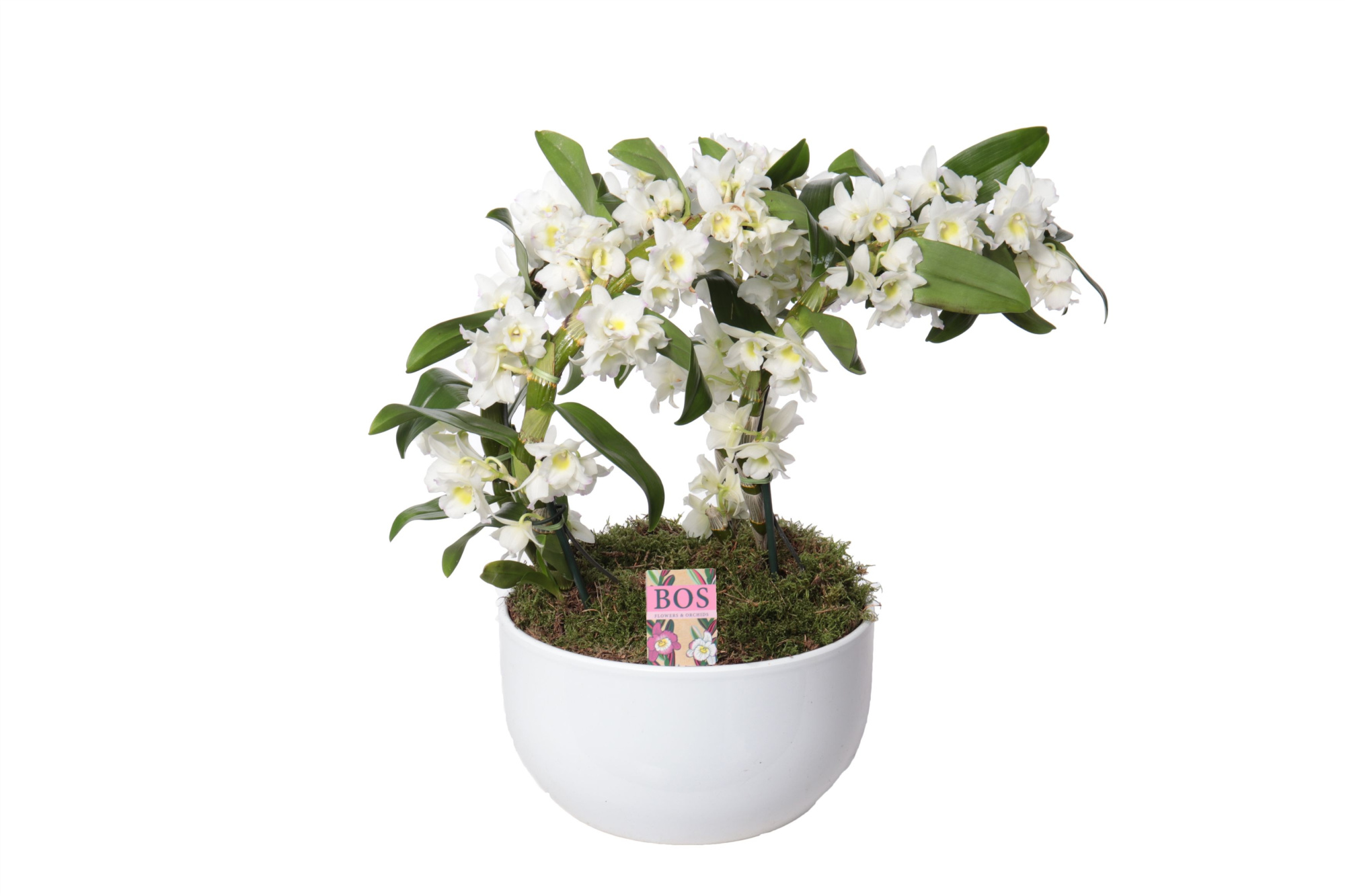 Dendrobium Nobilé, Boomerang 'Double Scale', D 26 cm