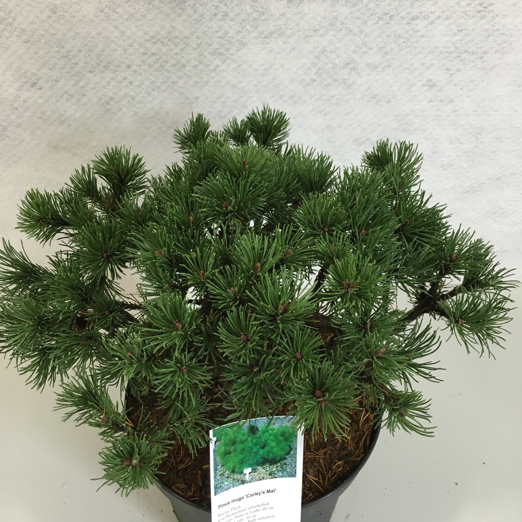 Pinus mugo 'Corley's Mat', D 26 cm