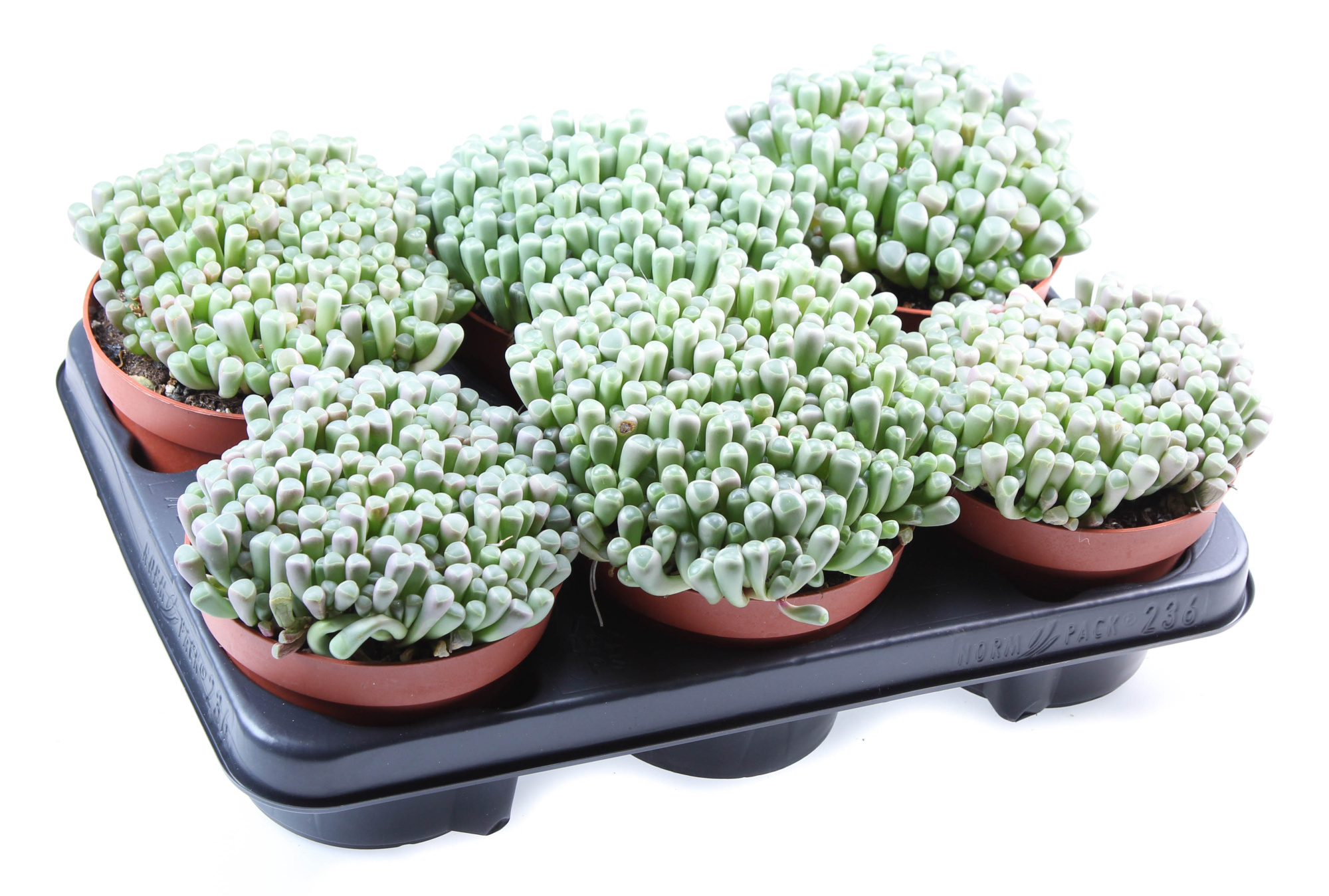 Fenestraria rhopalophylla, D 13 cm