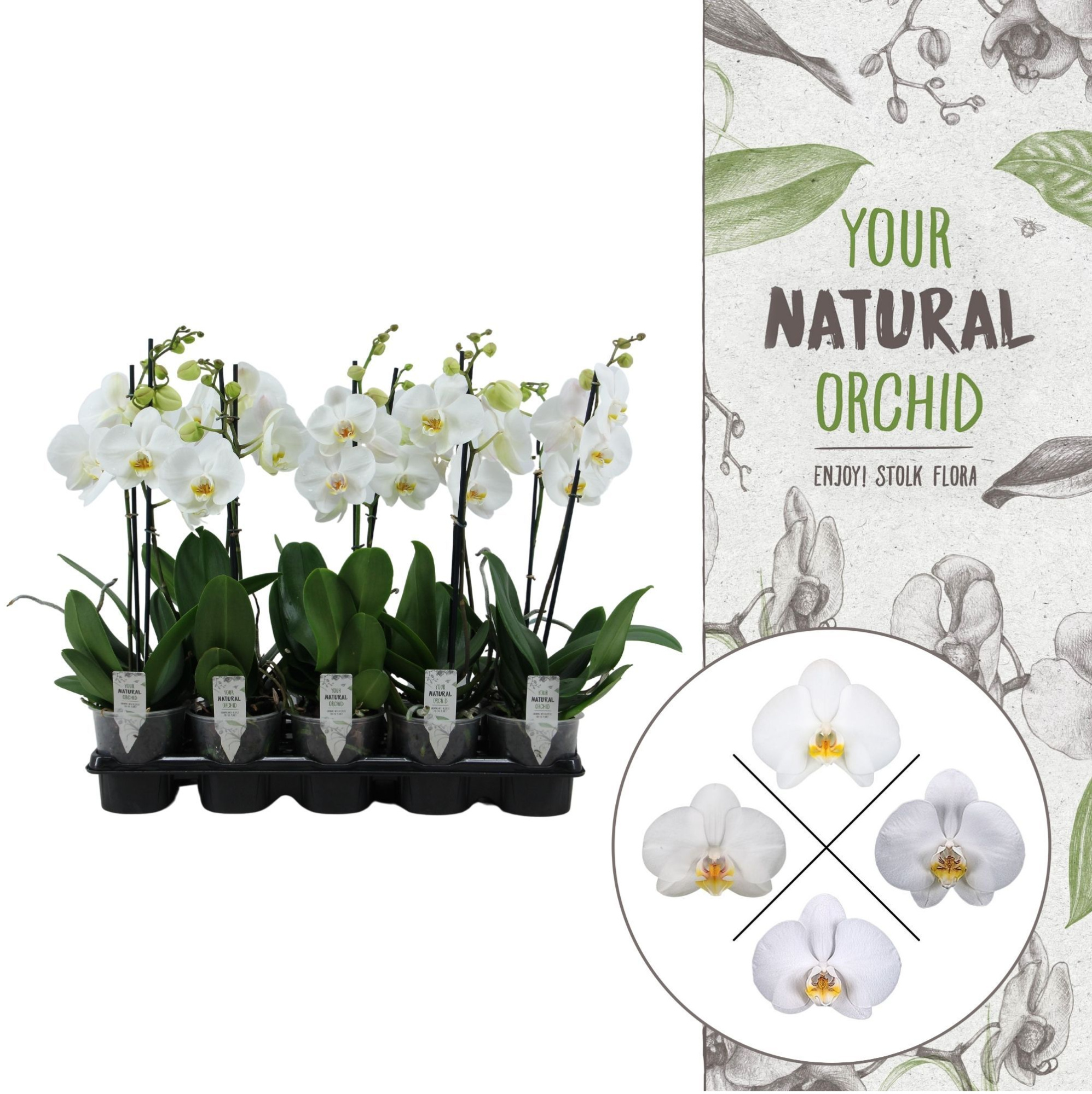 Your Natural Orchid | White 50cm | Phalaenopsis 1 spike, D 12 cm