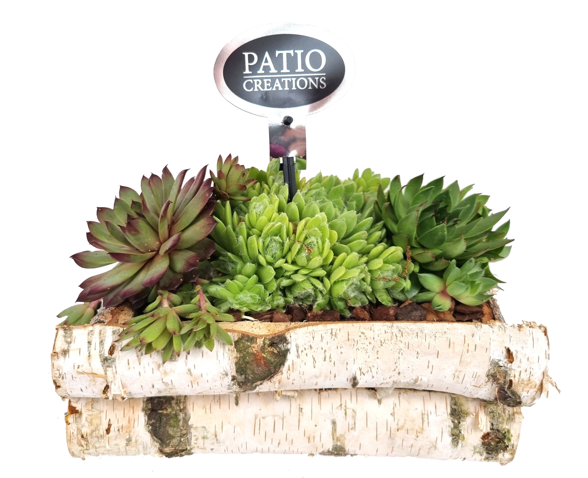 SE665-9001 Sempervivum berkenhout S, D 21 cm