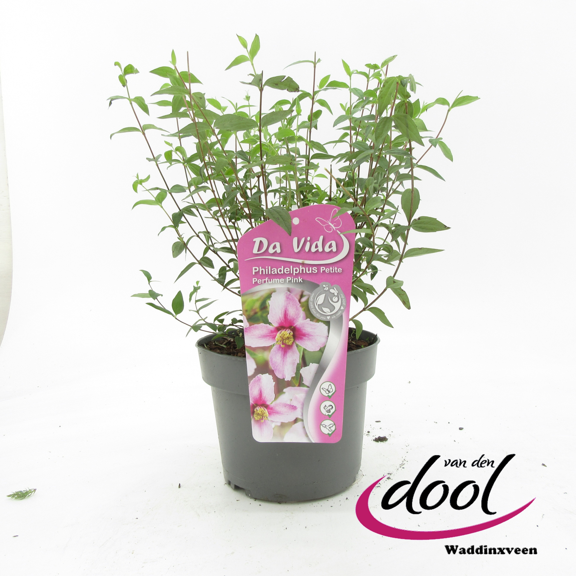 Philadelphus Petit Perfume Pink, D 19 cm