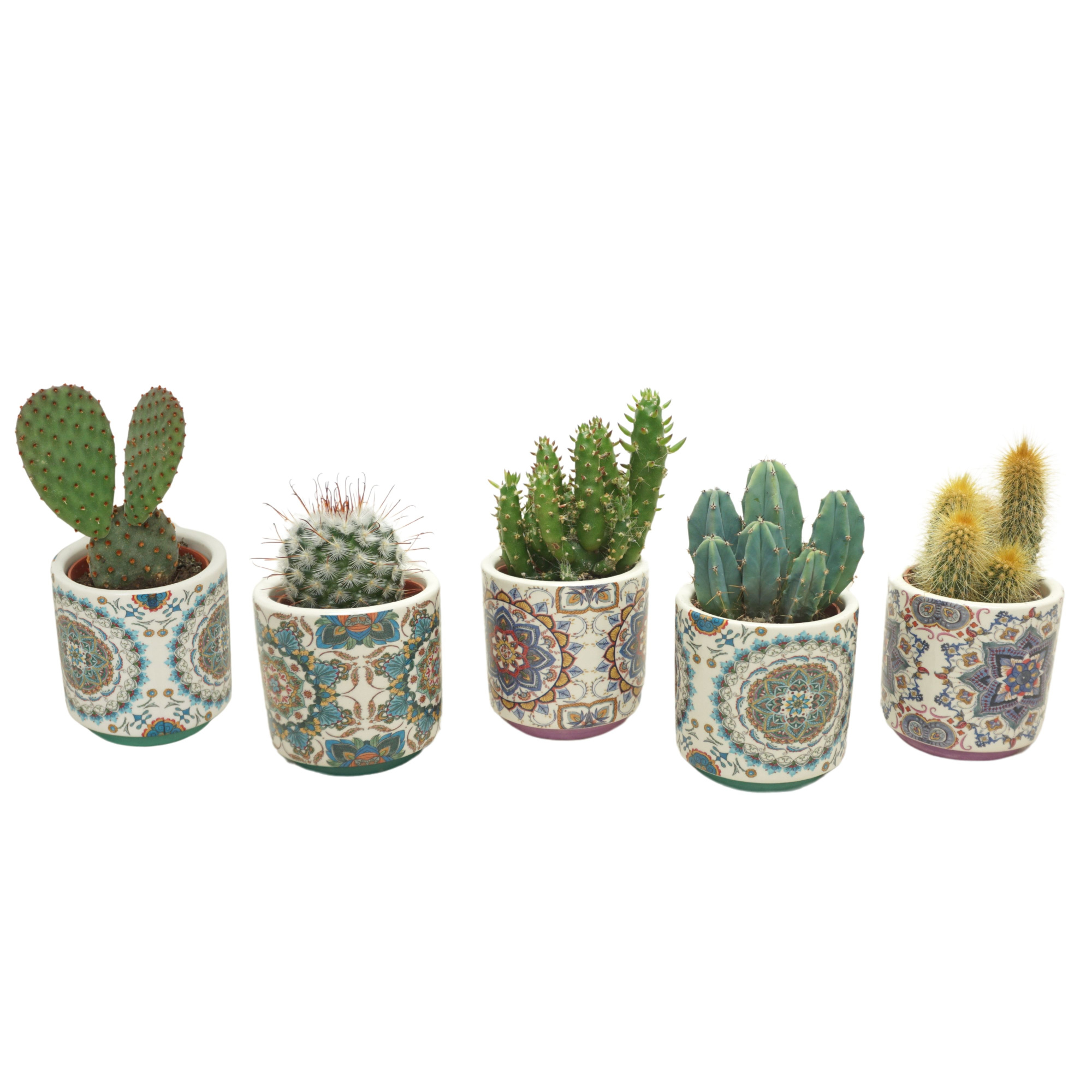 Cactus mix in 6 cm 'Marrakesh' sierpotje, D 5,5 cm