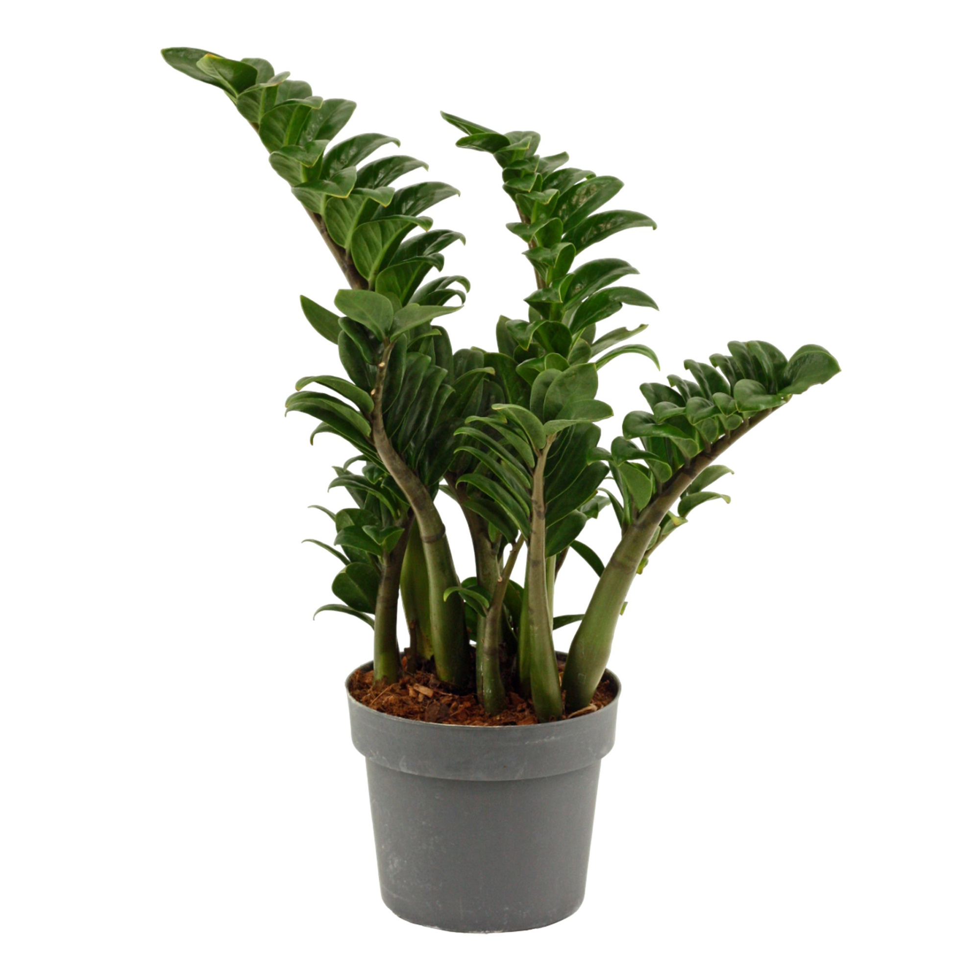 Zamioculcas Zenzi 17 cm, 4+ veren, D 17