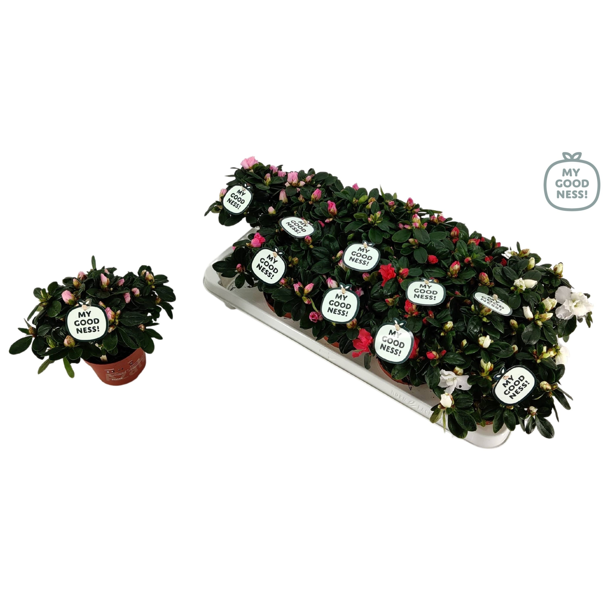 Azalea 15 /P10.5 'Mix CC' V kleurtonend, D 10,5