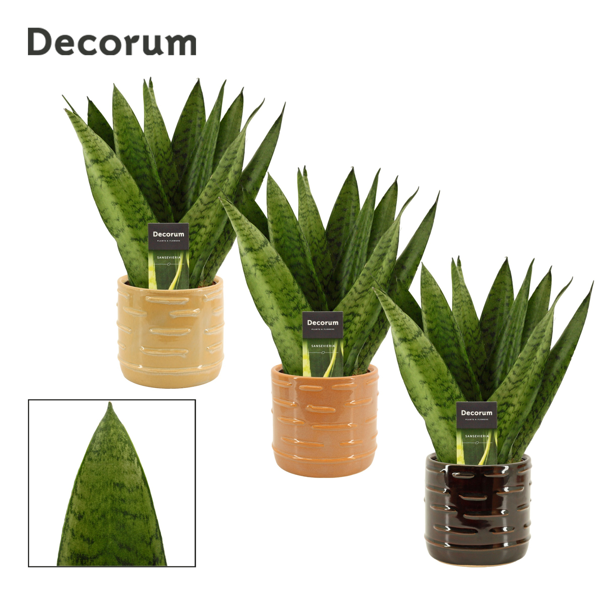 Sansevieria Zeylanica Fan 12 cm in Lois (Deco-collection), D 12 cm