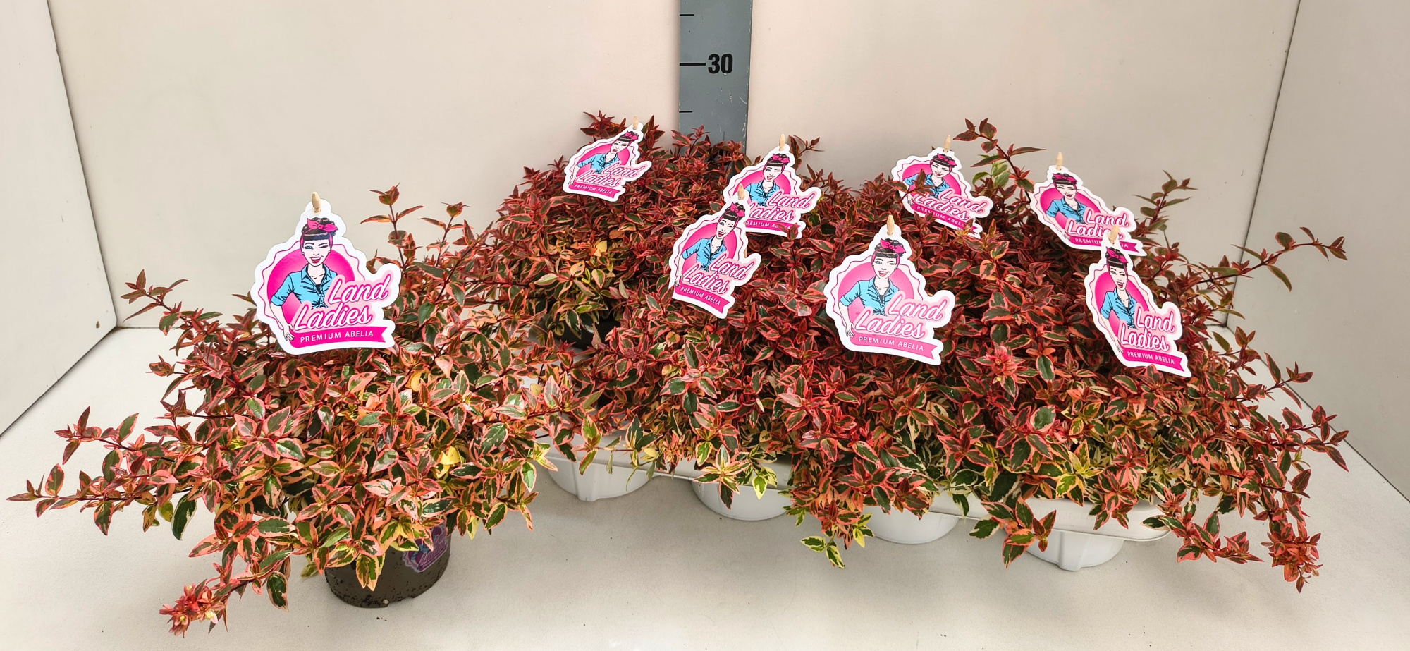 Abelia Lady Peach 13T, D 13 cm