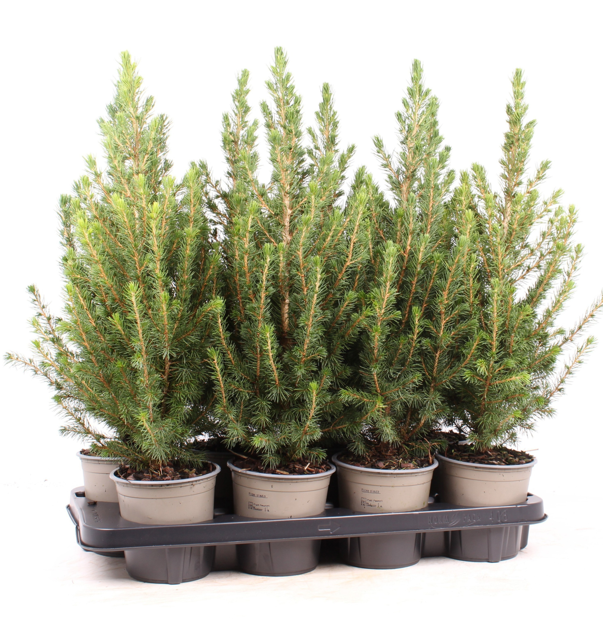 Picea glauca 'Conica', D 13 cm