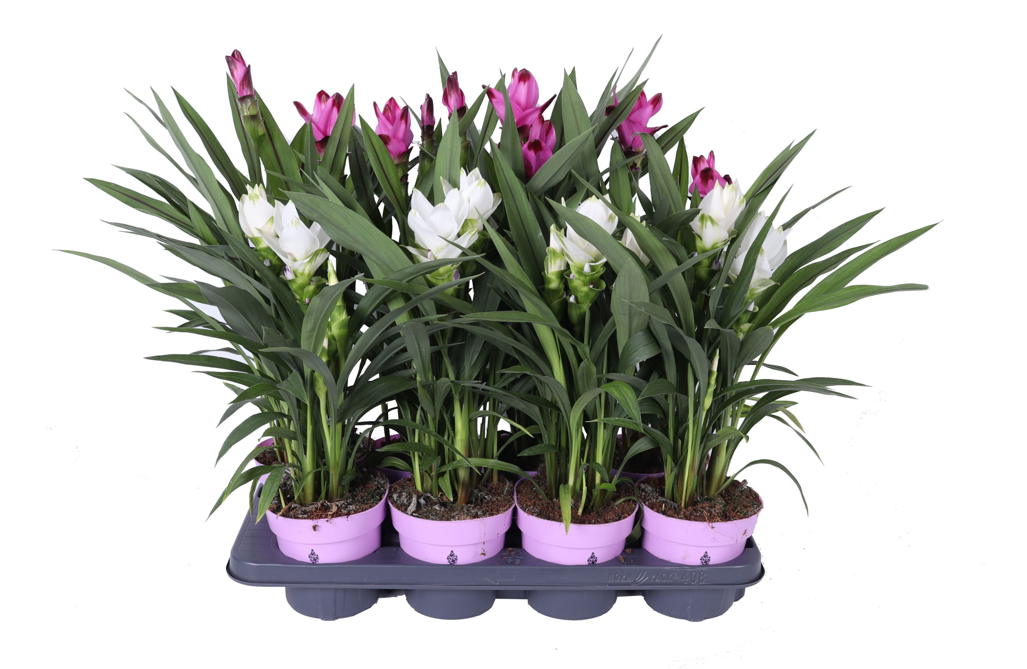 Curcuma 14cm - mix 2 kleuren 6+ bloem, D 14