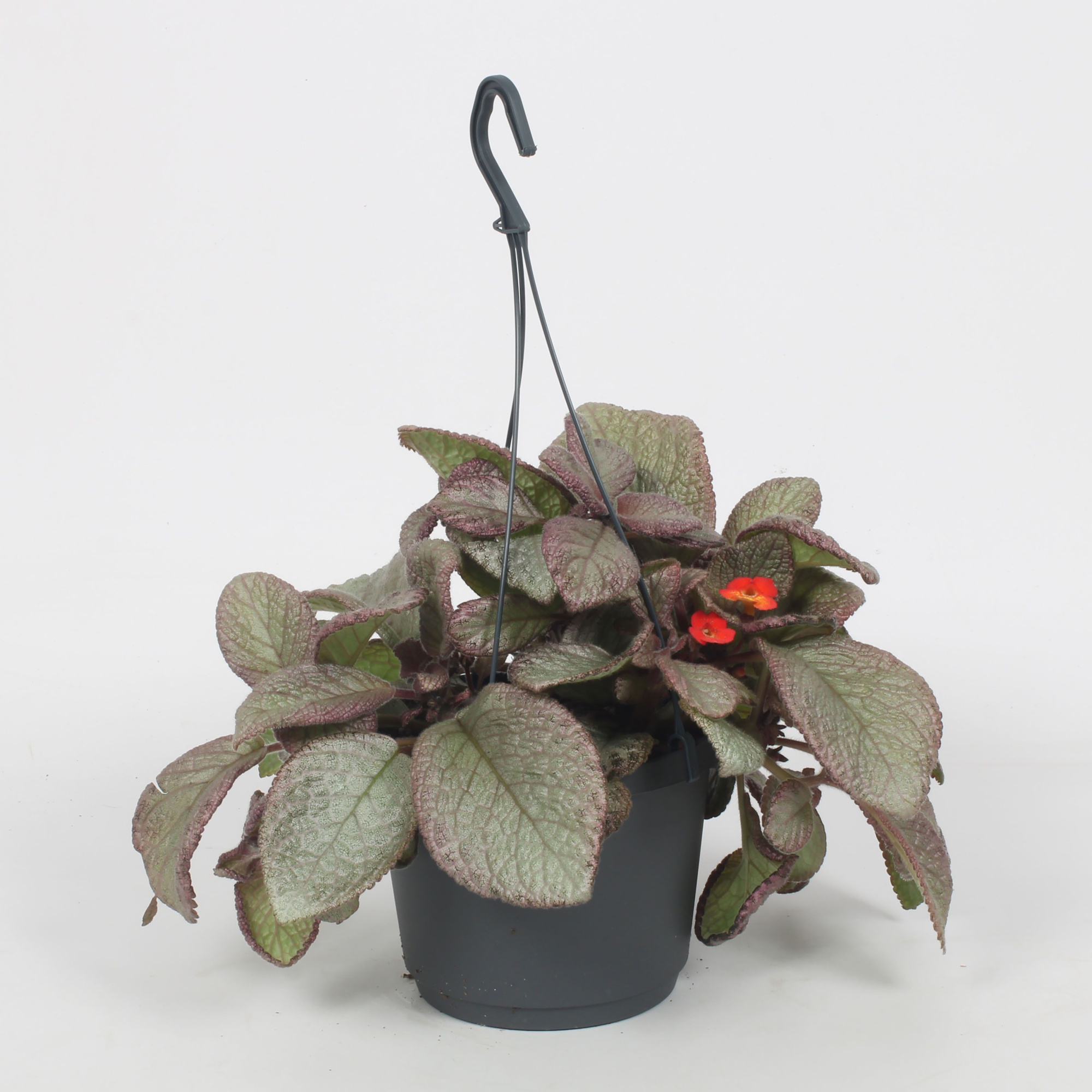 Episcia Joy Sweet Pink 17CM, D 17 cm