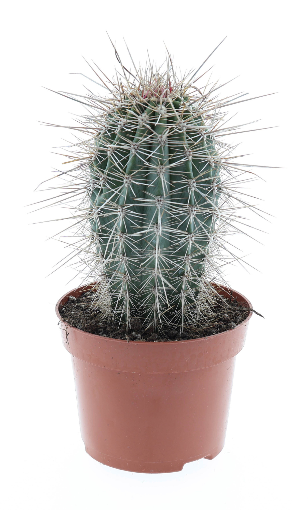 Pachycereus pringley E, D 12