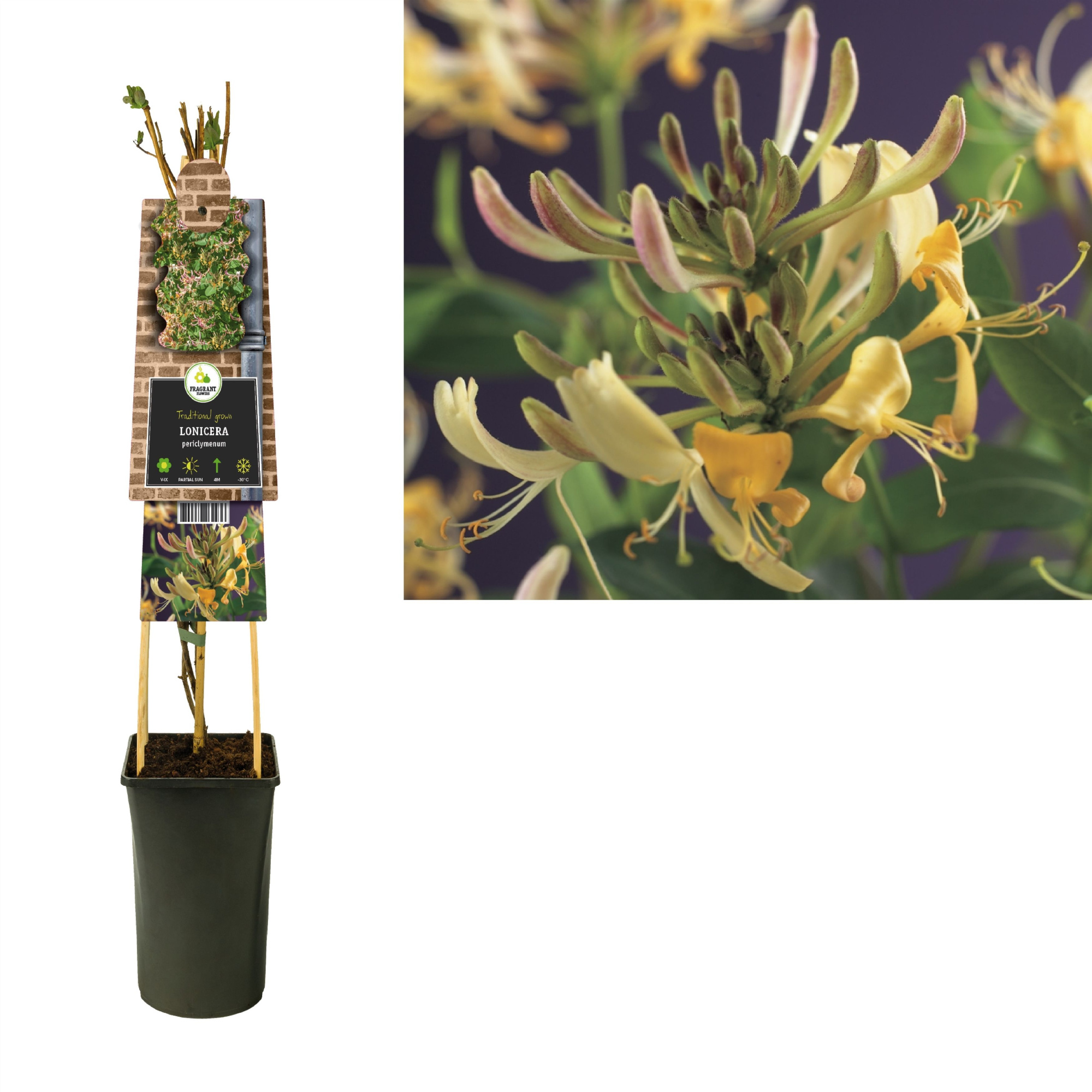Lonicera periclymenum +3.0 label, D 17