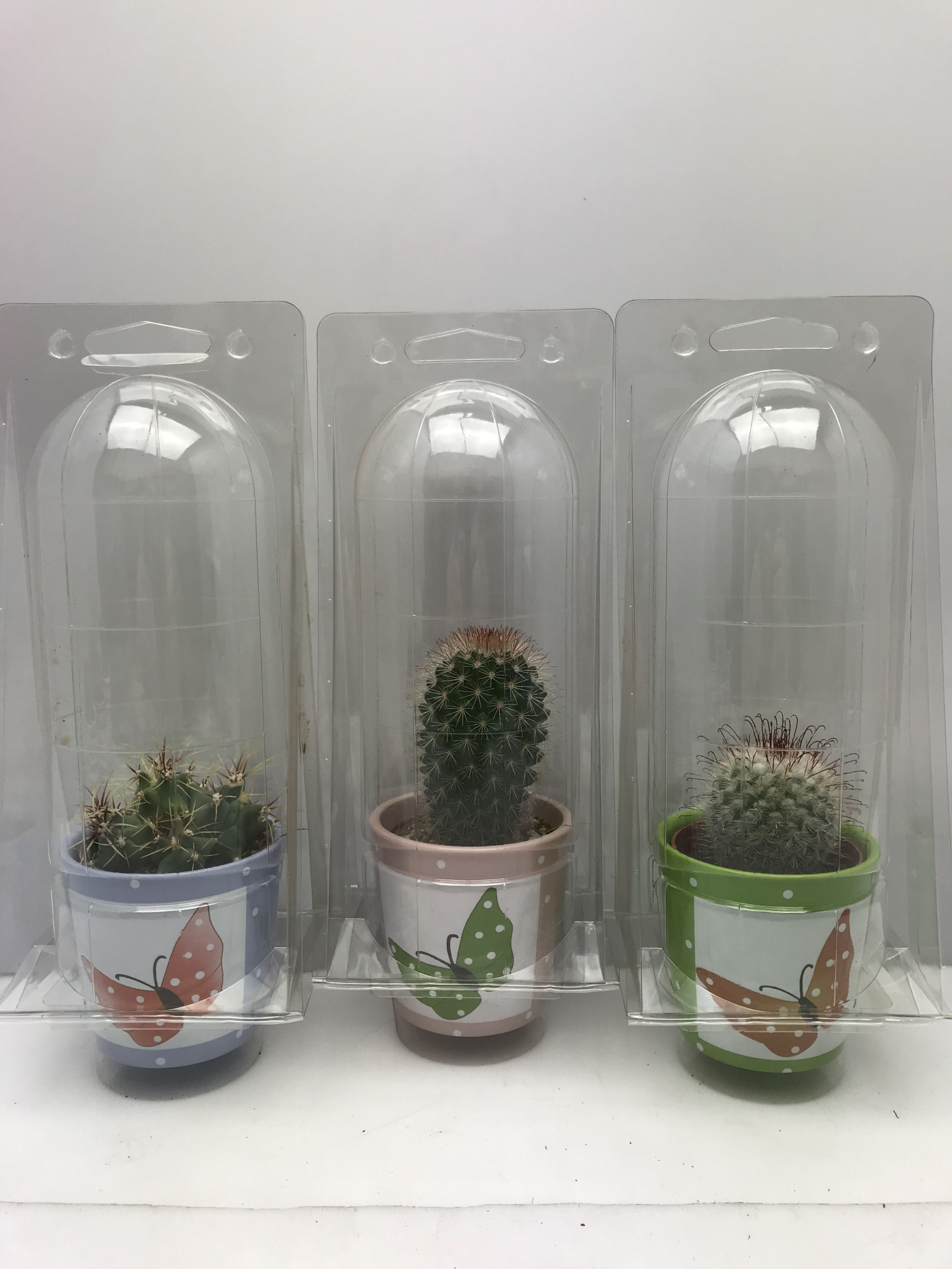 367Butterfly pot soloblister cac 6,5 cm, D 8