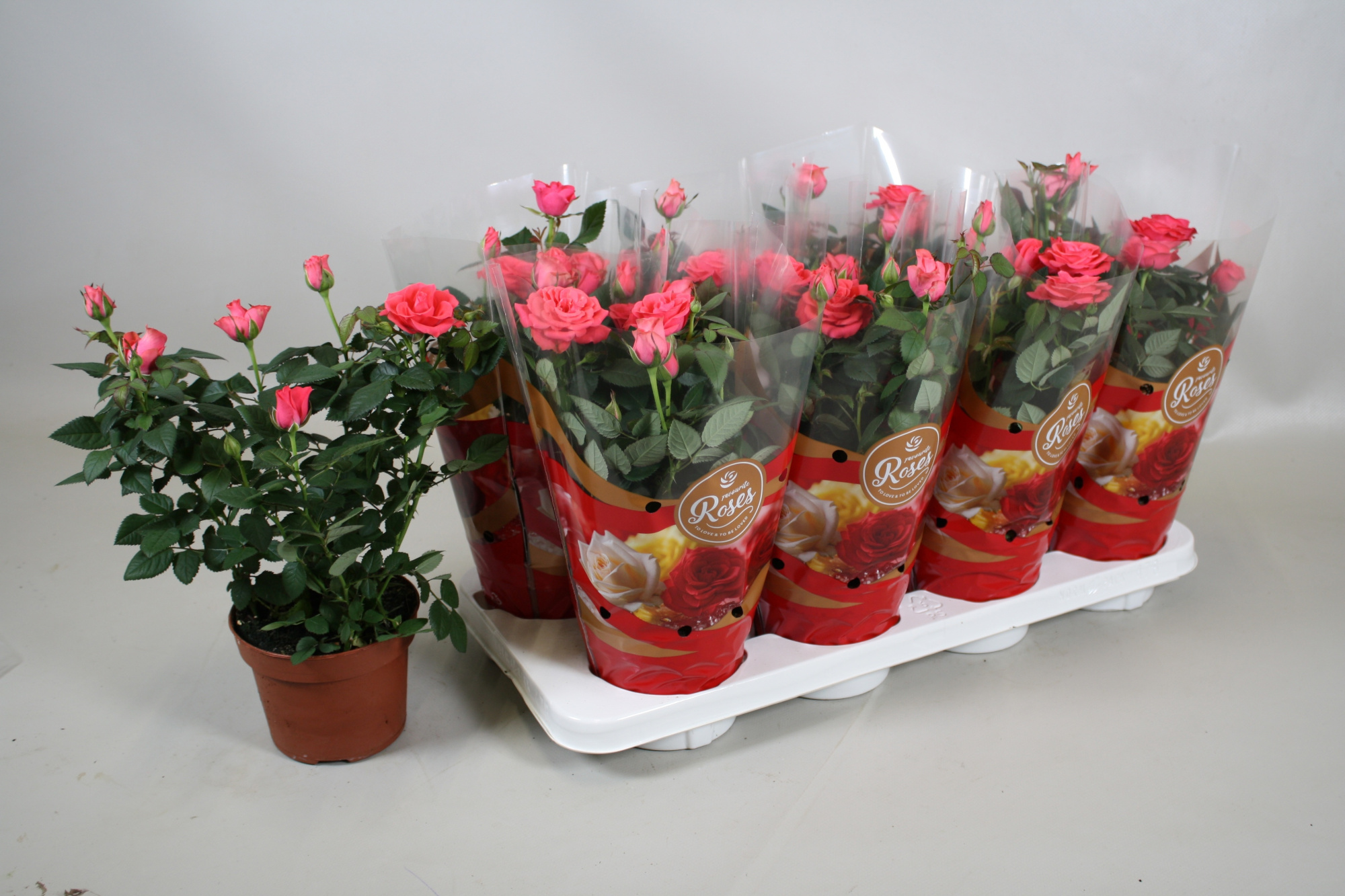 Rosa Favourite Roses Pink+seizoenshoes, D 13