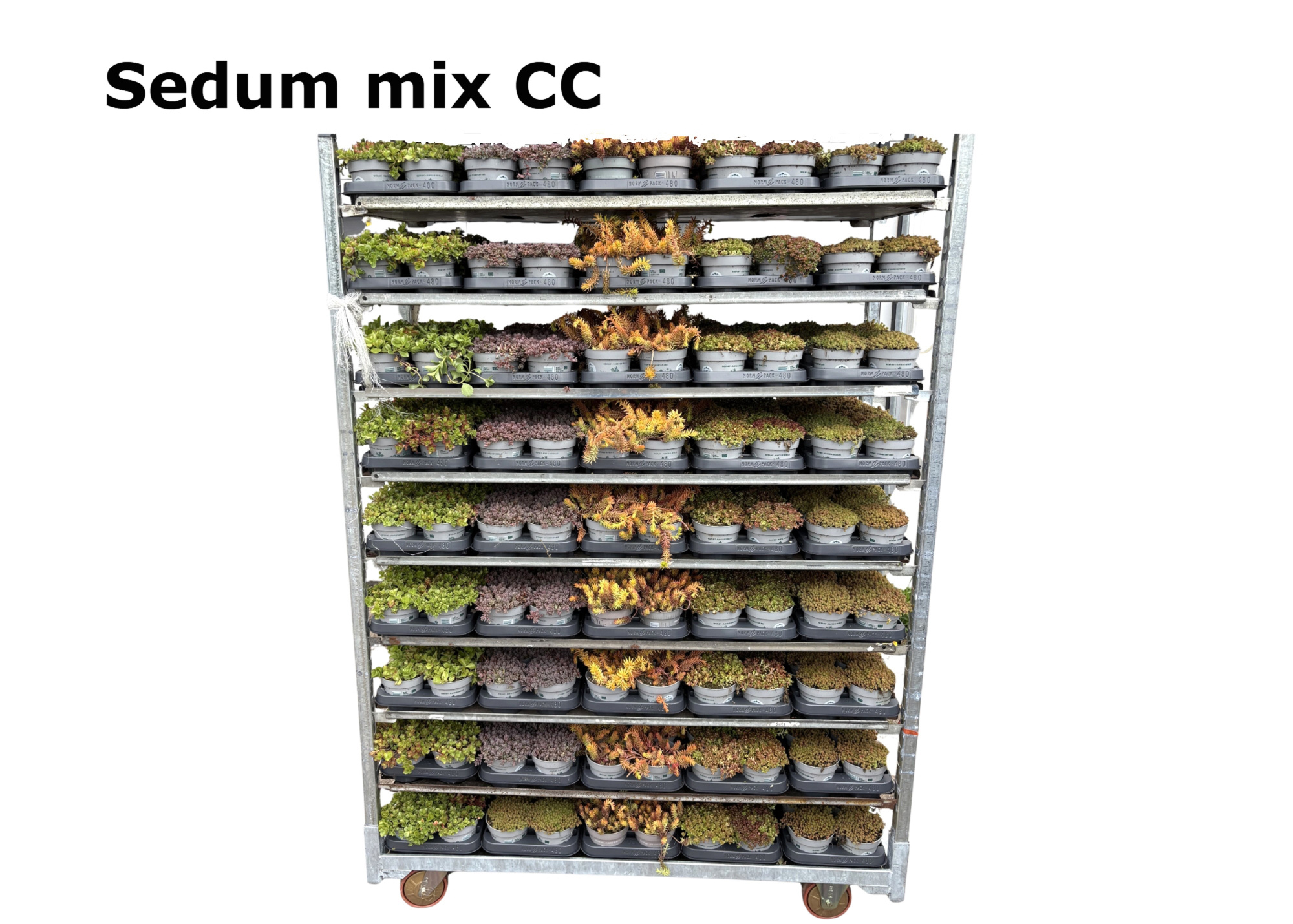 Sedum 12 cm op soort MIX KAR, D 12