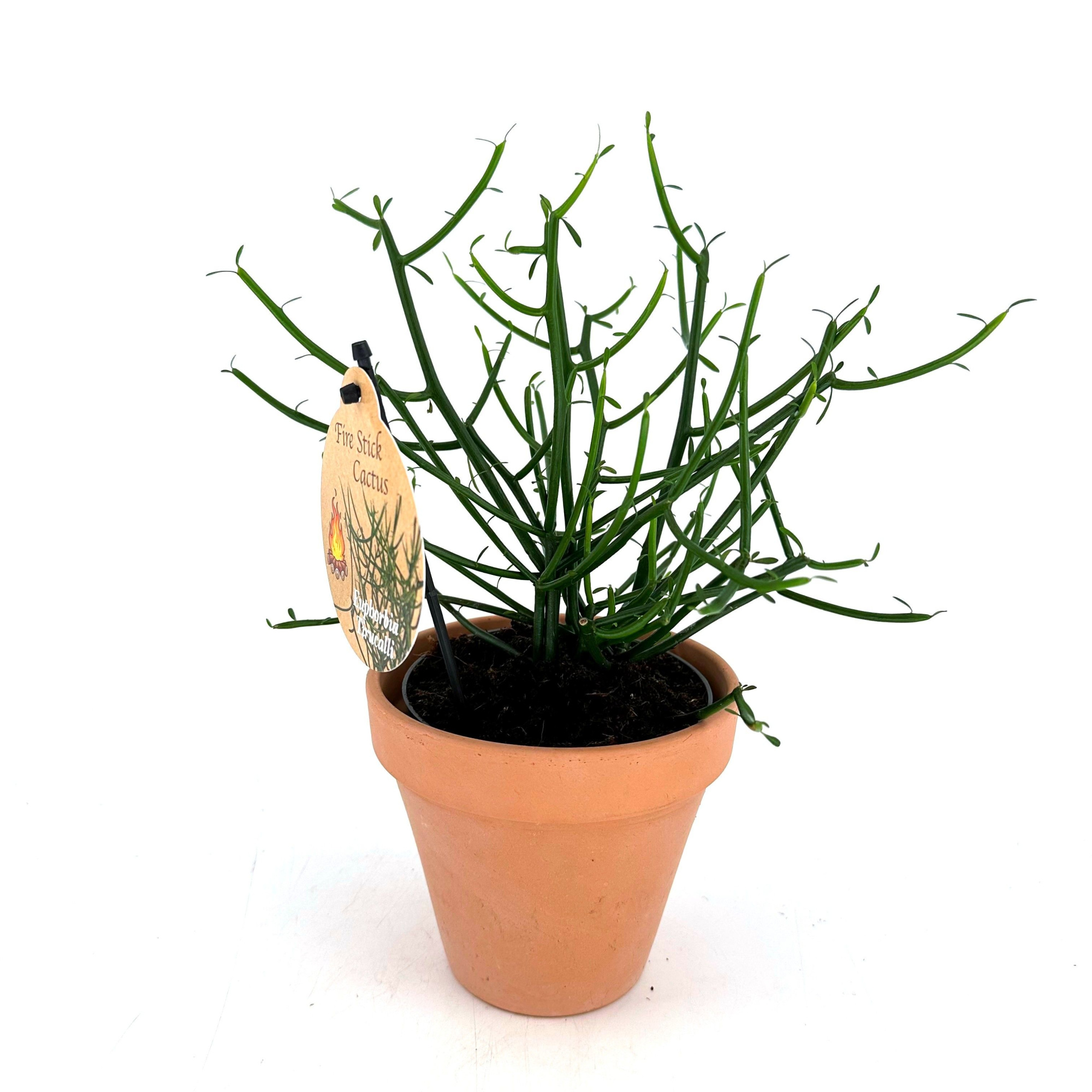 Euphorbia Tirucalli - w/claypot, D 13 cm