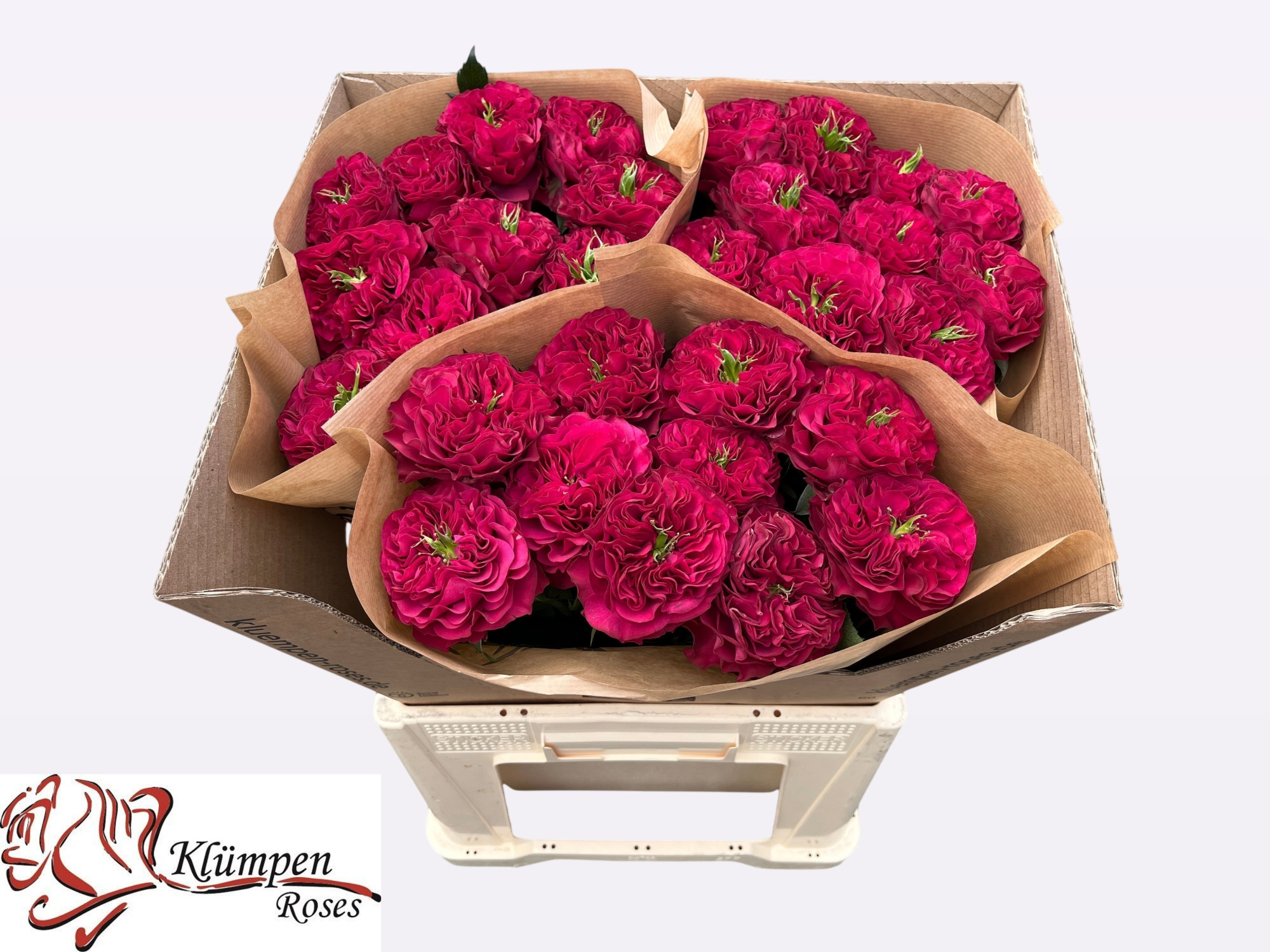 Роза од. Черри Вельвет 60, шт.