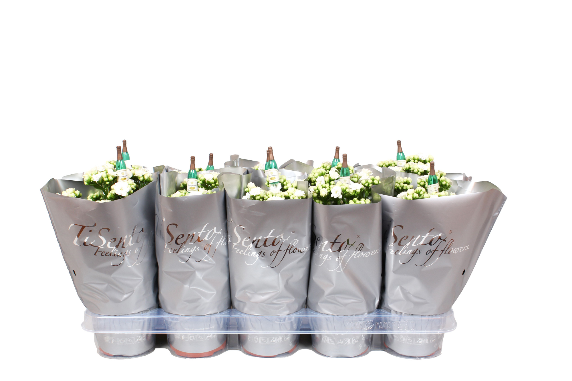 Calandiva 12 cm Wit in Zilver + Steker, D 12