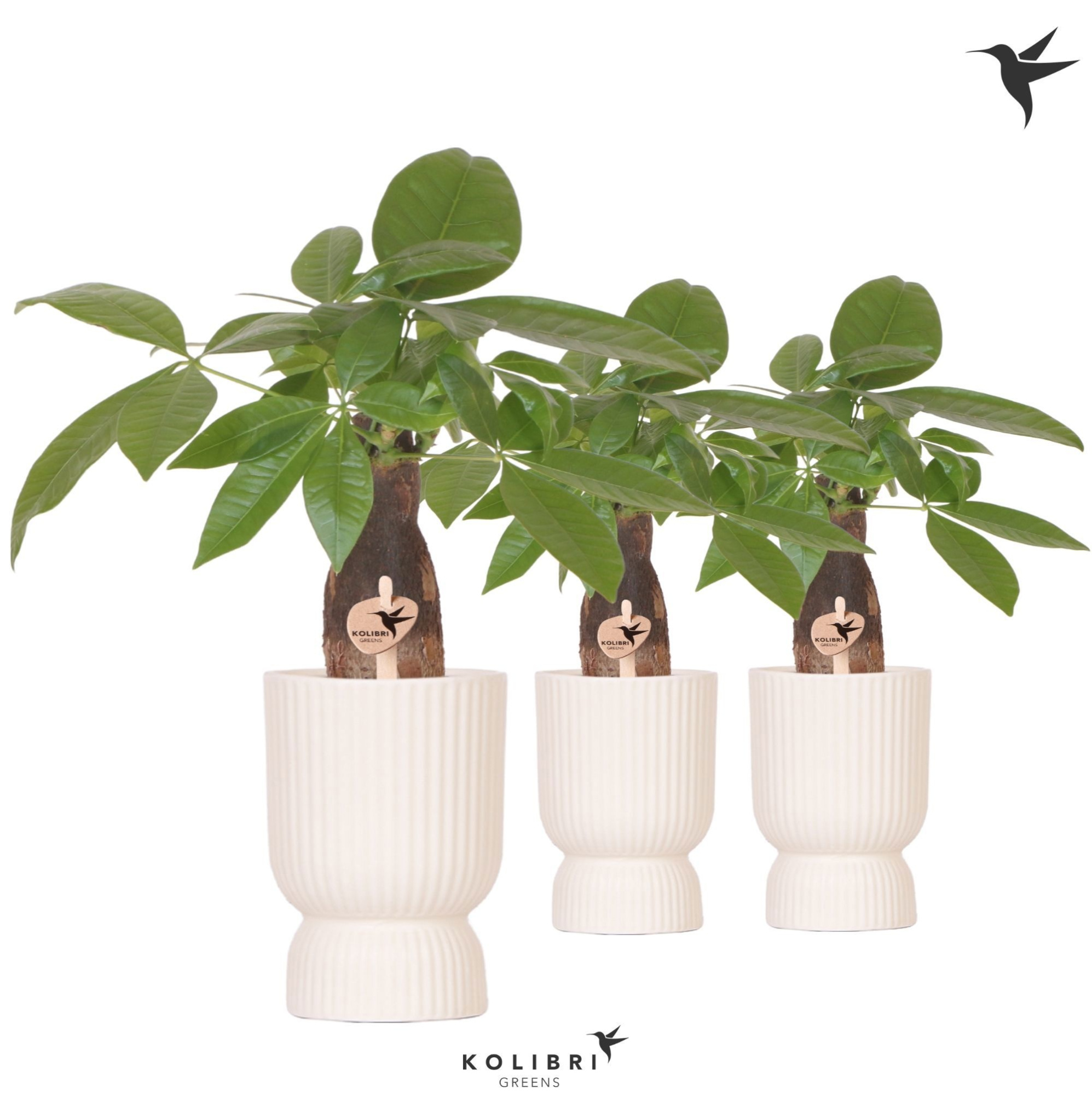 Kolibri Greens Pachira in Diabolo pot travertine, D 9