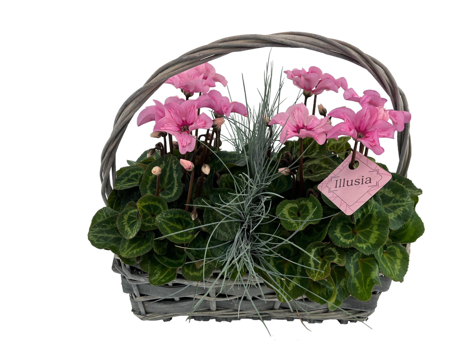 CYM573IL-9003 Cyclaam llusia/Muehlenbeckia hengselmand rattan, D 32 cm