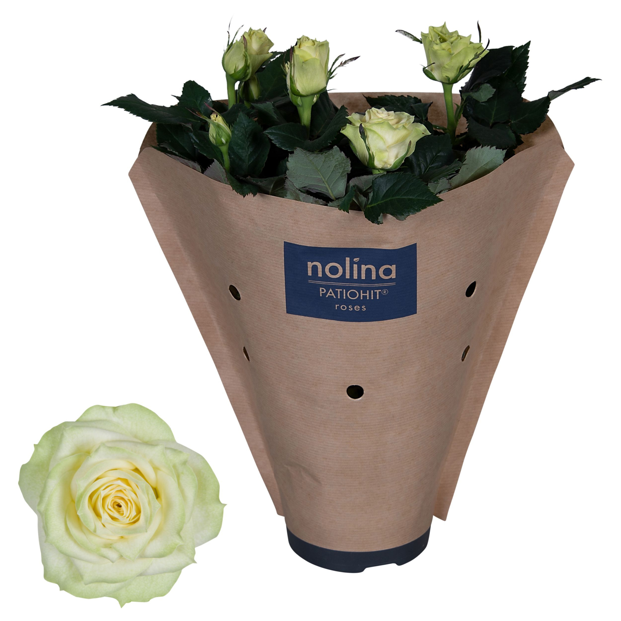Nolina Roses Ø 13 cm White Paper sleeve, D 13 cm