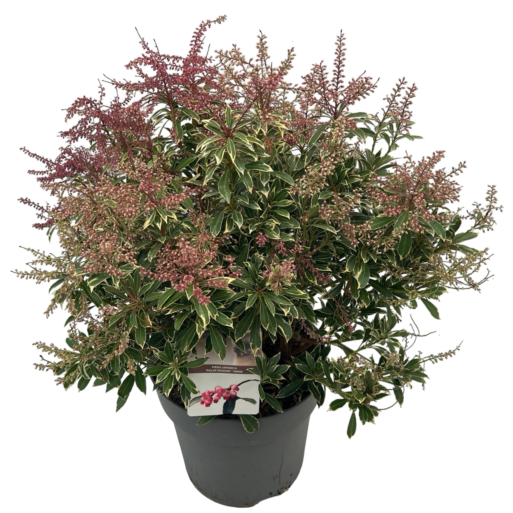 Pieris 'Polar Passion' ® sense, D 27