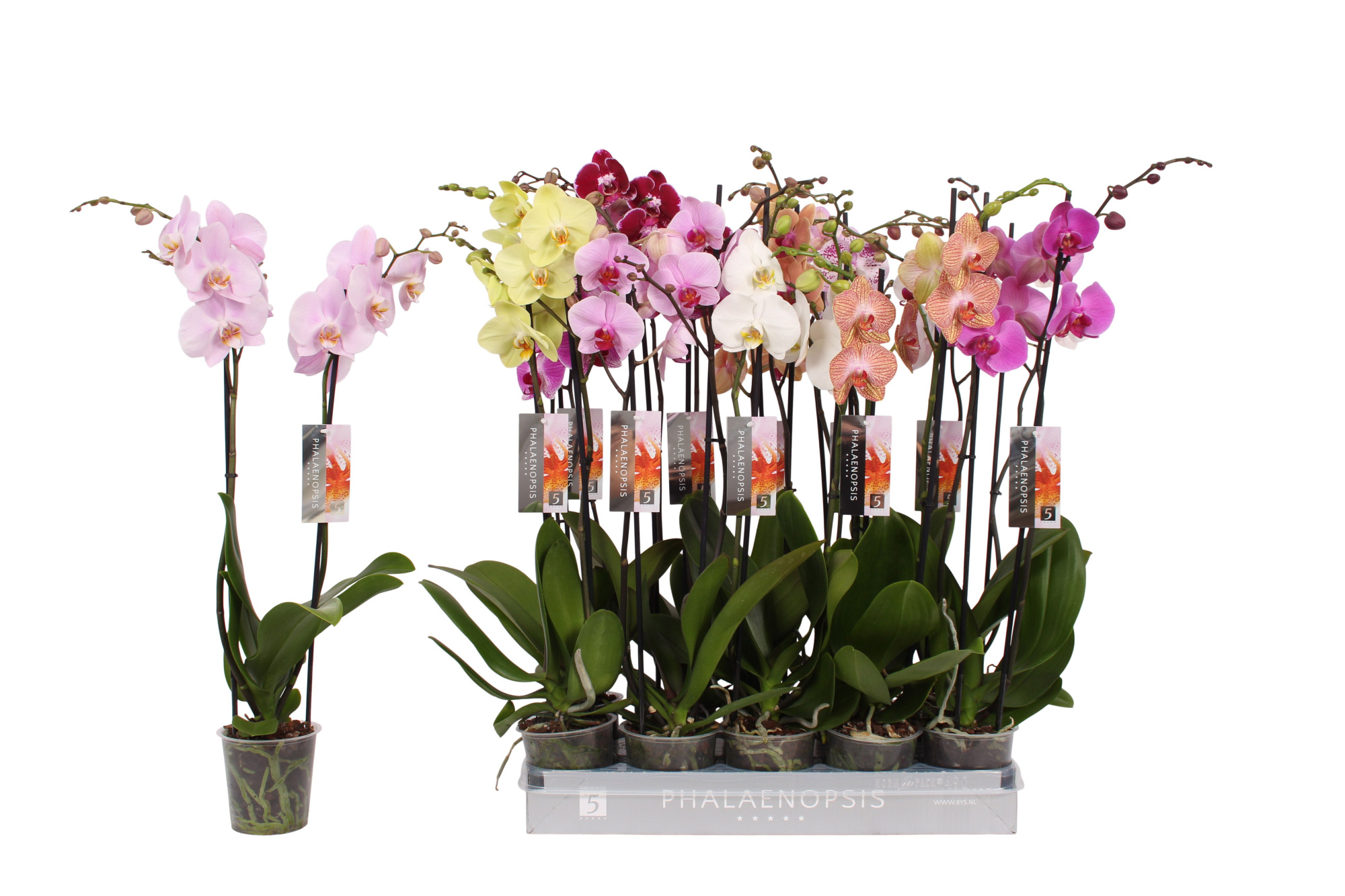Phalaenopsis 8 color mix, 2-spike 18+, D 12 cm