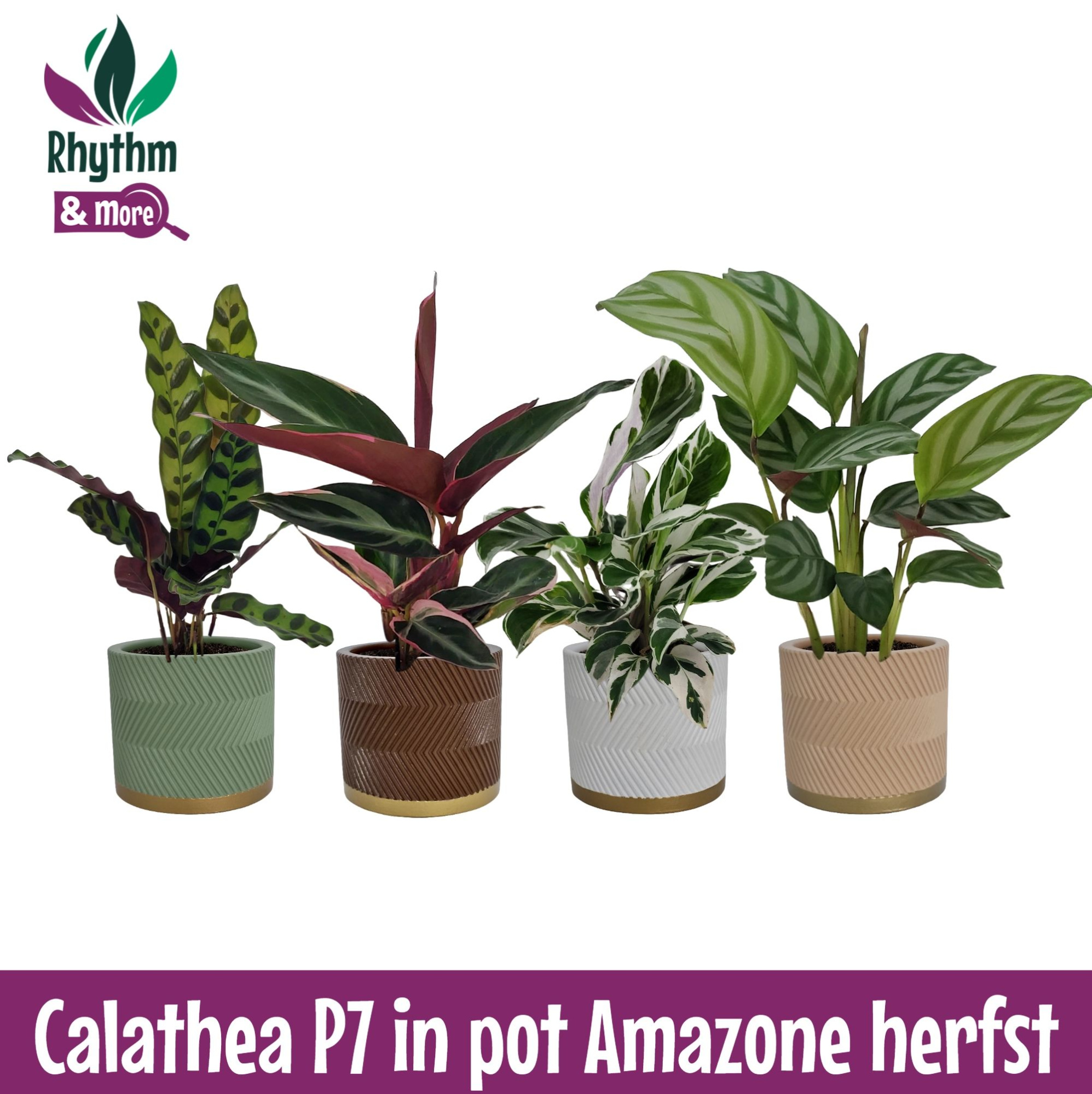 Calathea 7cm gemengd in pot Amazone Herfst, D 7 cm