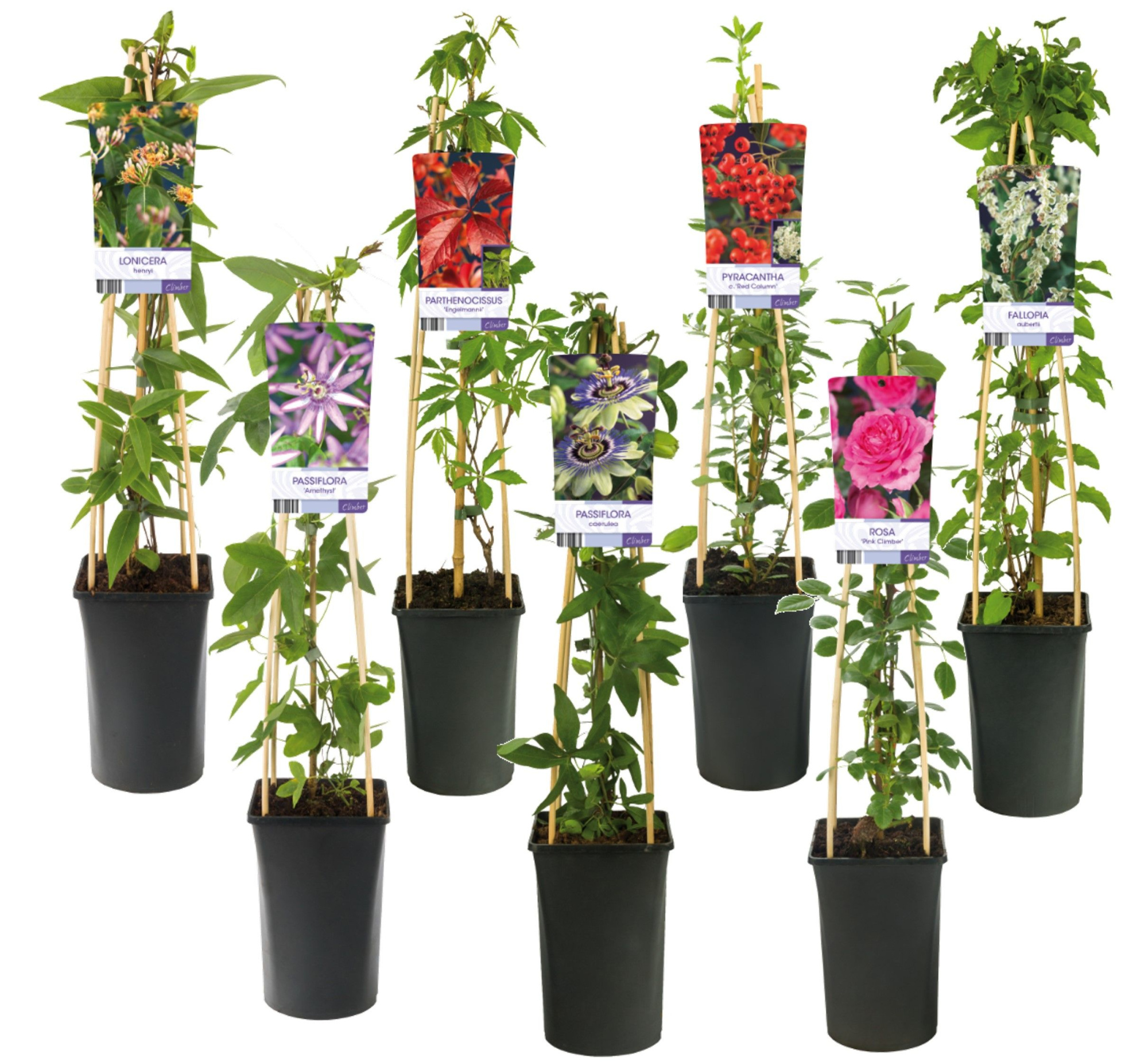 Mixshelf Climbers +light label, D 17 cm