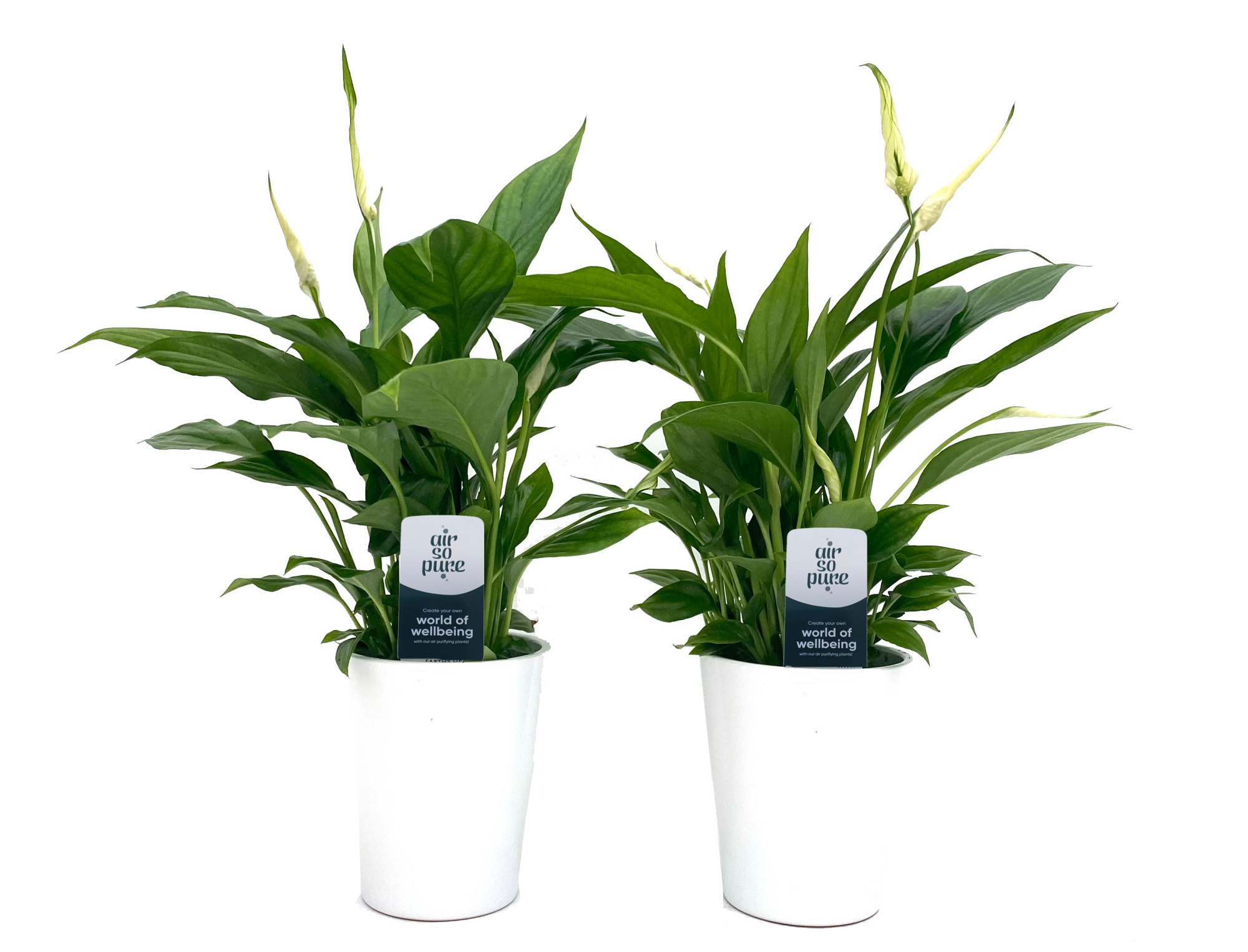 KP-103.1 - Spath. Pearl 9cm in Santos keramiek wit (1051), D 9