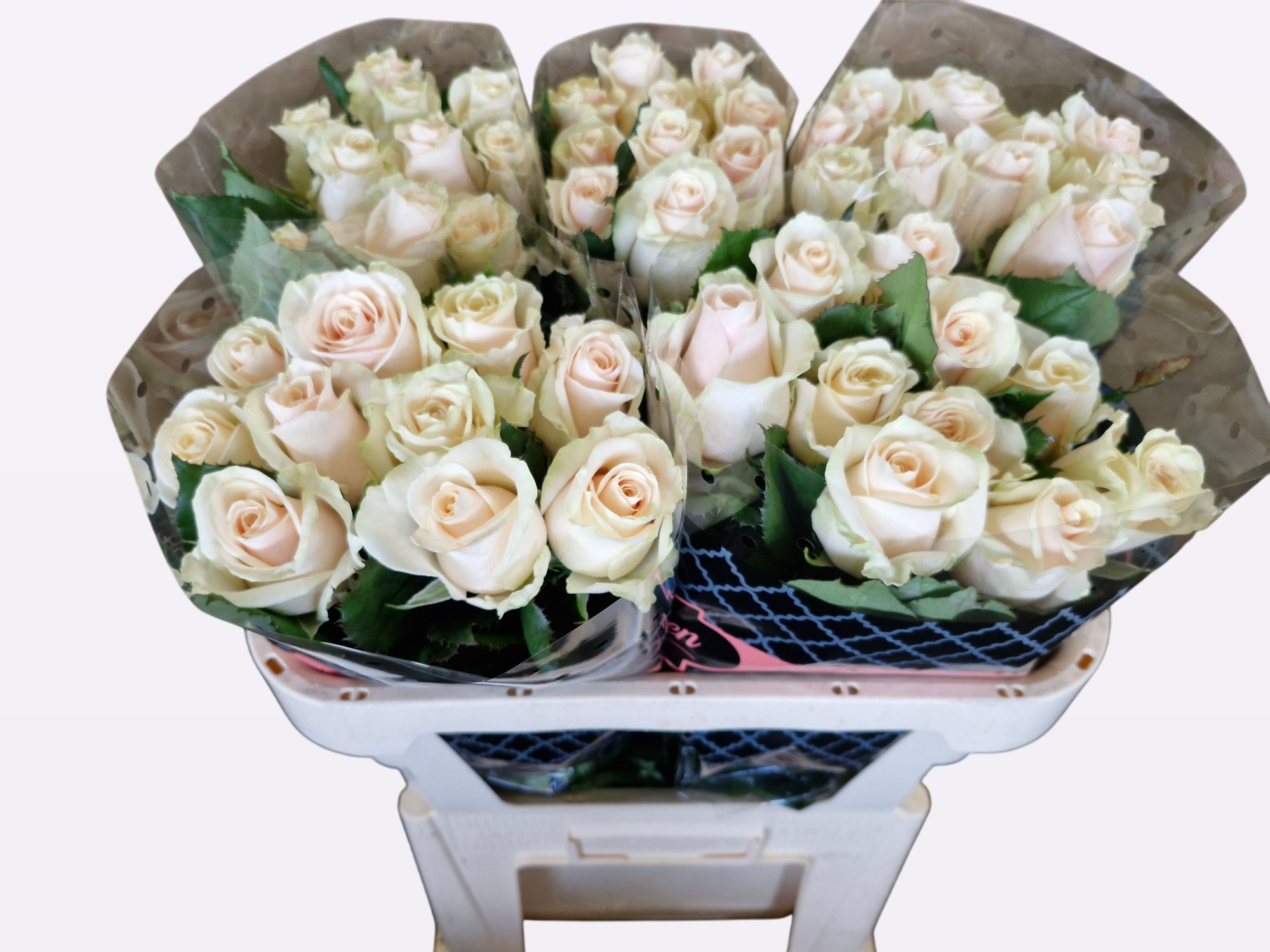 Роза од. Талеа+ 70, шт.