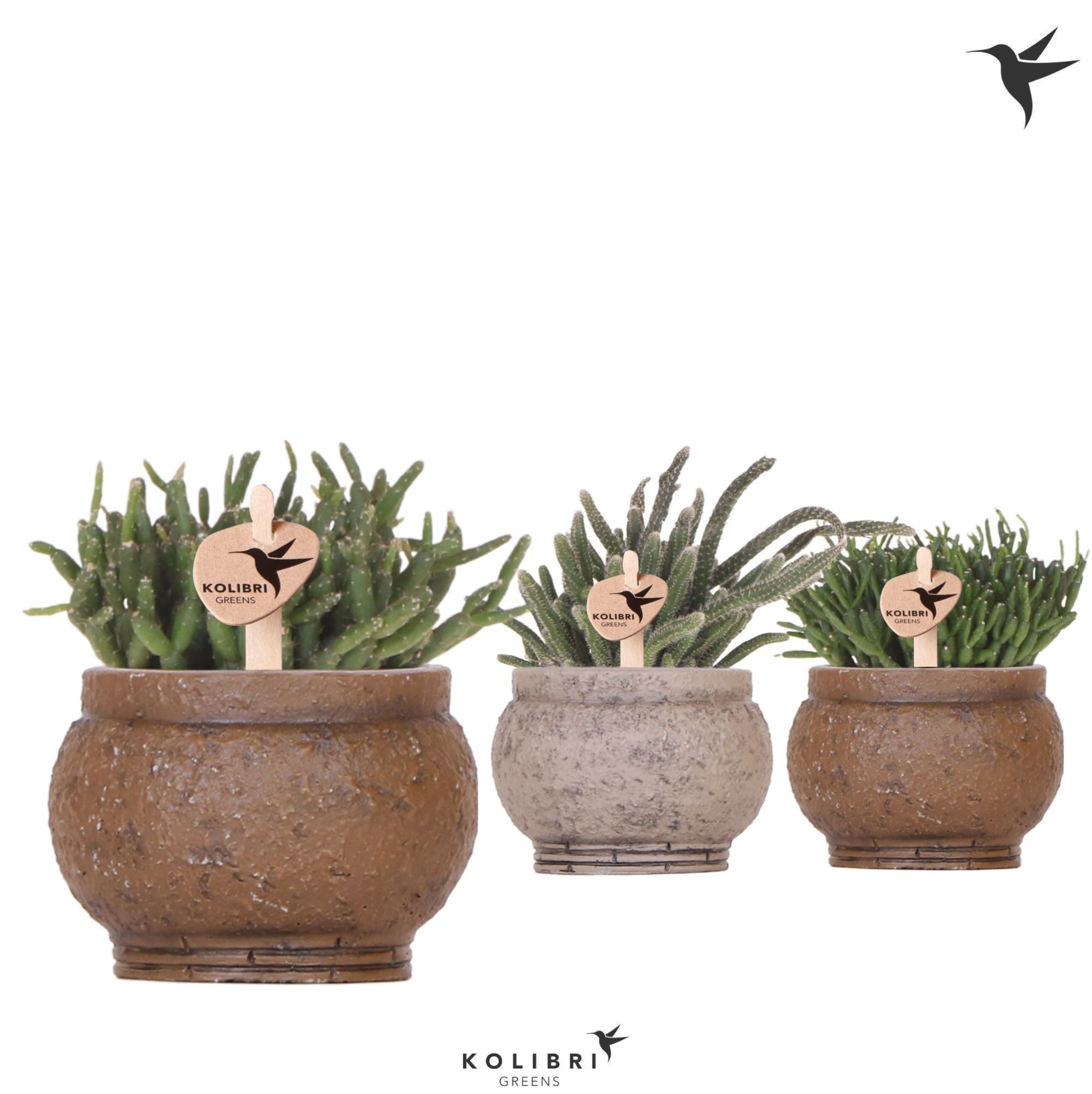 Kolibri Greens Rhipsalis mix in Ancient pot brown mix, D 6 cm