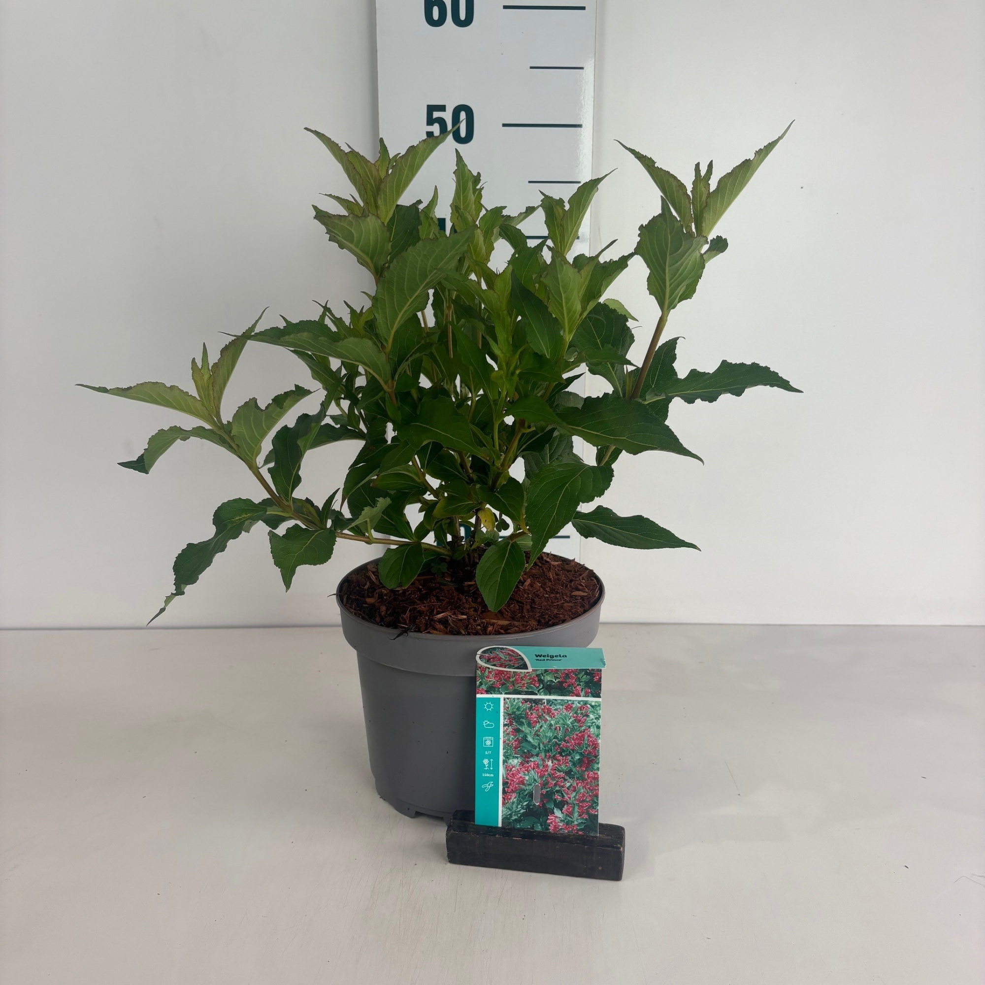 Weigela Red Prince, D 20 cm