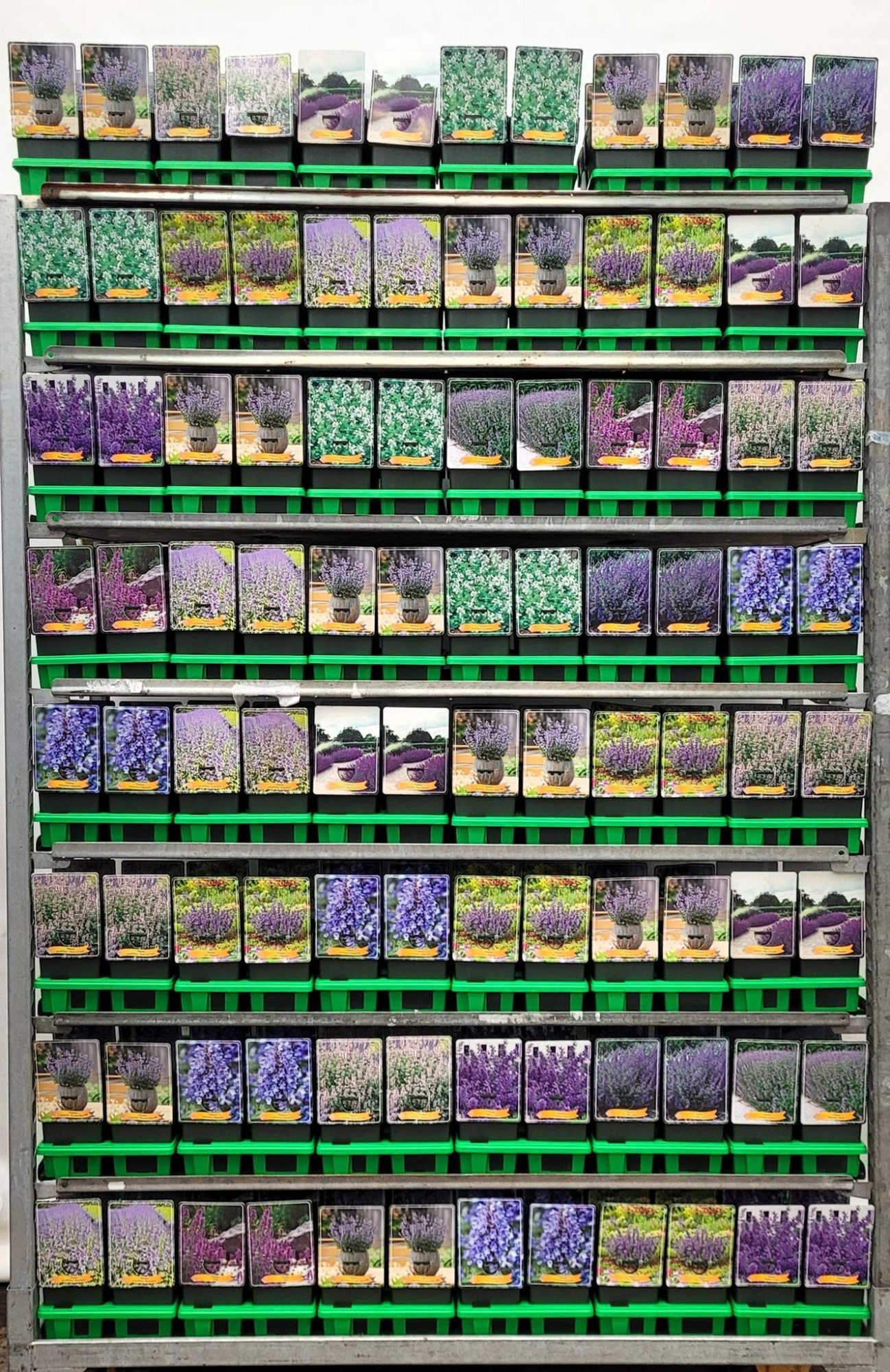 Nepeta Mix CC P11, D 11 cm