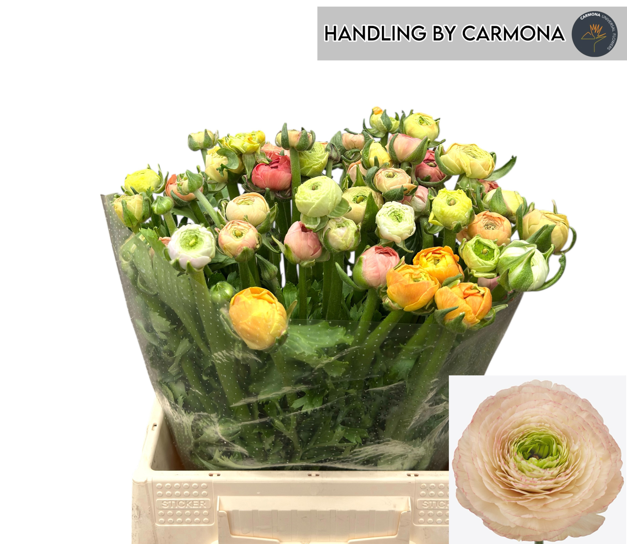 Ранункулус Овериг 40, шт.