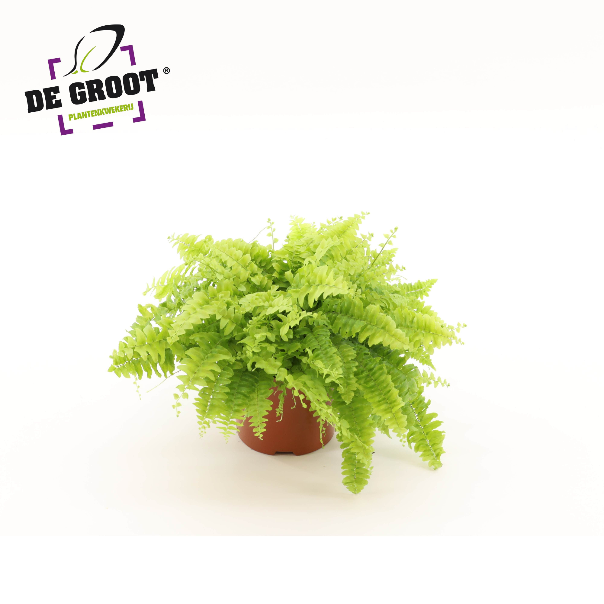 Nephrolepis exaltata 'Boston Blue Bell', D 12 cm